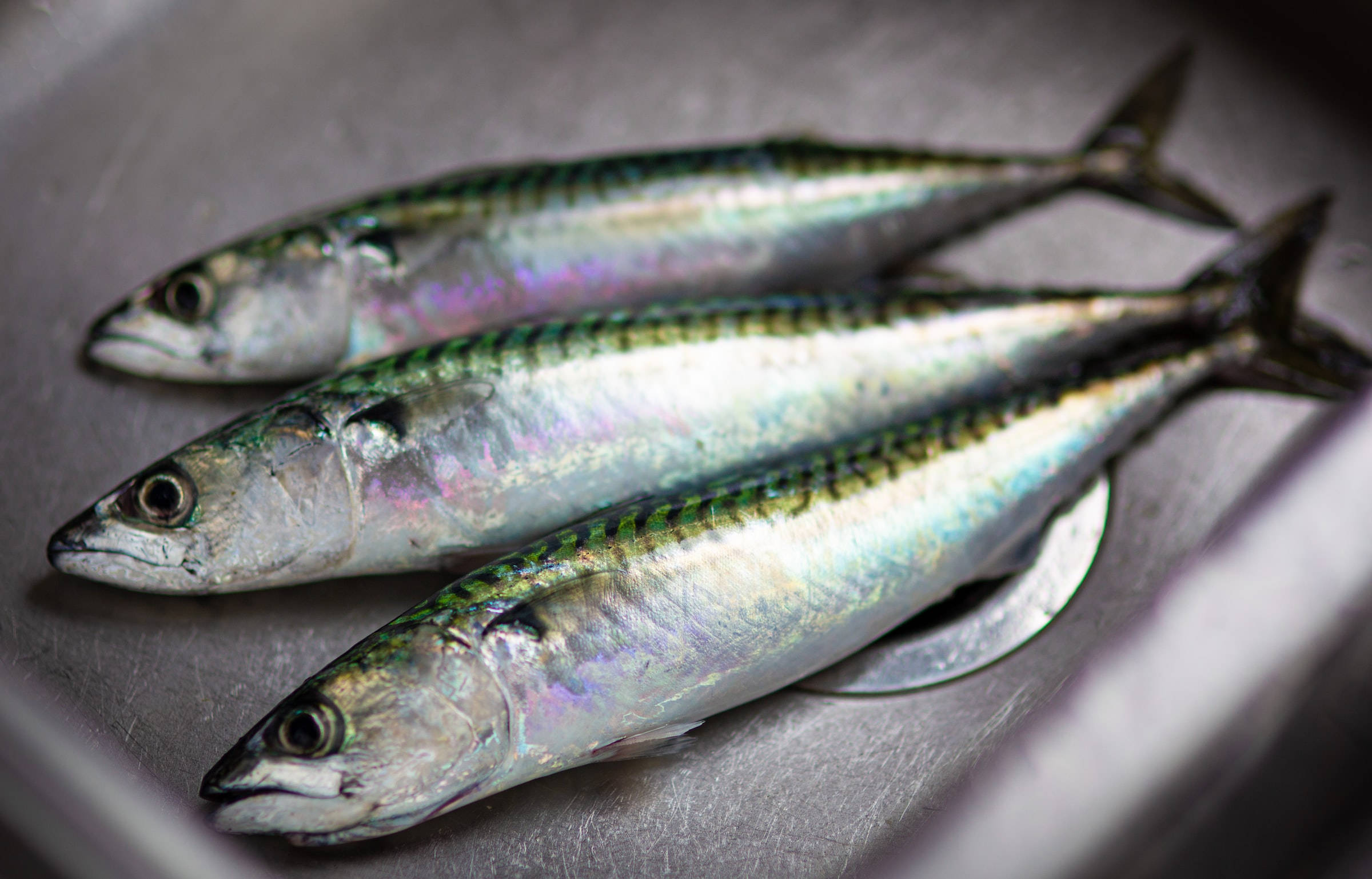 三條鰹魚在水槽中清洗 壁紙 — 三條新鮮鯖魚帶有彩虹色鱗片，斜放在不鏽鋼水槽中。