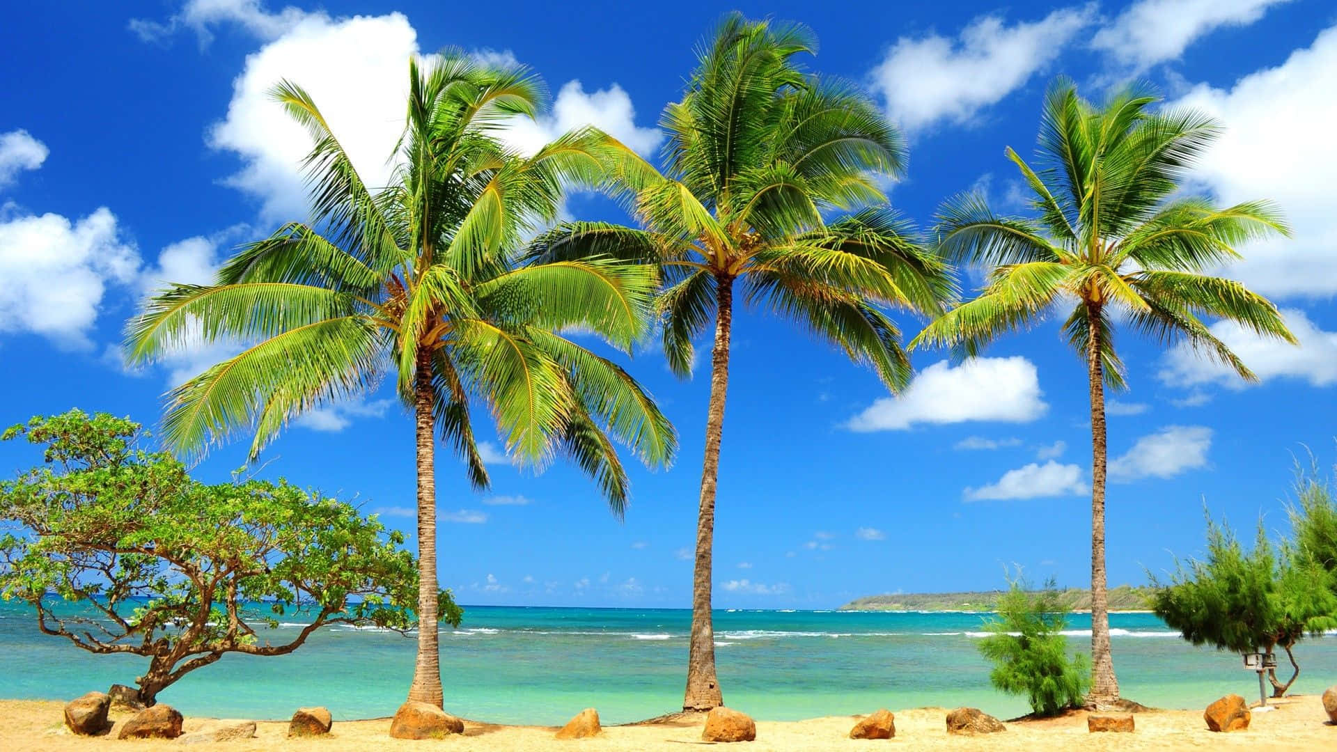 Hawaiian Beach 桌布 壁紙 — 三棵高大的棕櫚樹在金色沙灘上輕輕搖曳，天空湛藍，白雲蓬鬆。