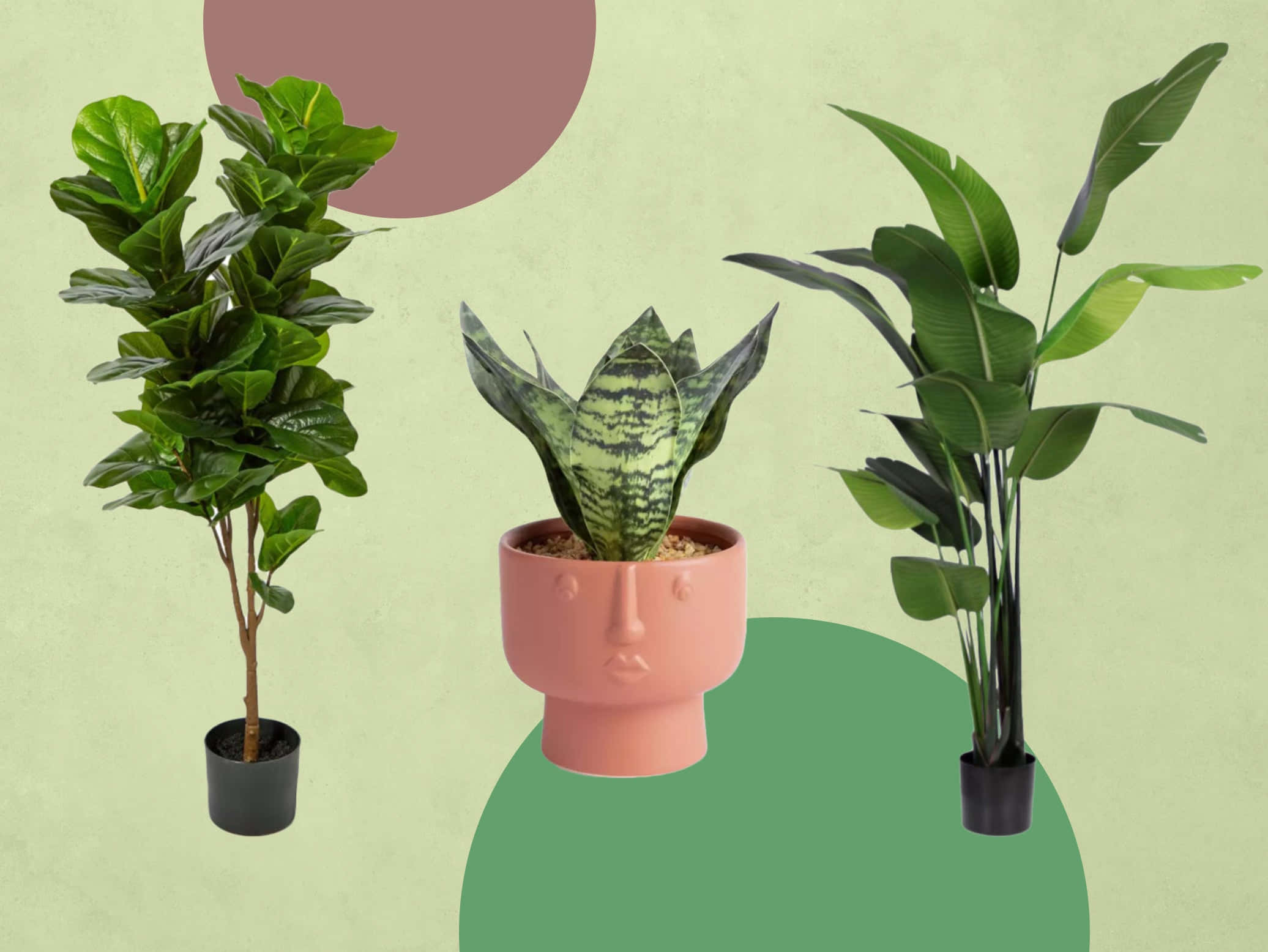 Green Plant 桌布 壁紙 — 三盆葉形和質感各異的室內盆栽植物，排列在帶有抽象圓形圖案的粉綠色背景前。