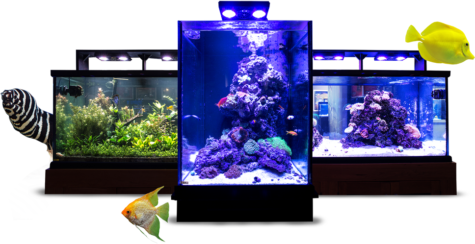 三組不同水族箱佈置 壁紙 — 三個發光的水族箱在黑色背景上展示充滿活力的珊瑚礁和熱帶魚，並帶有漂浮的魚類圖形。