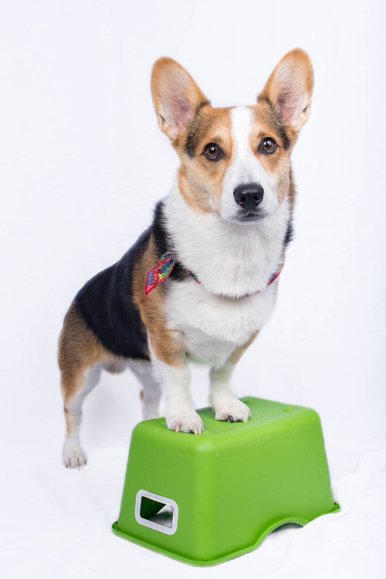 一隻三色哥基犬在攝影棚環境中站在綠色塑膠凳上。