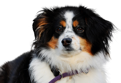 三色澳洲牧羊犬肖像