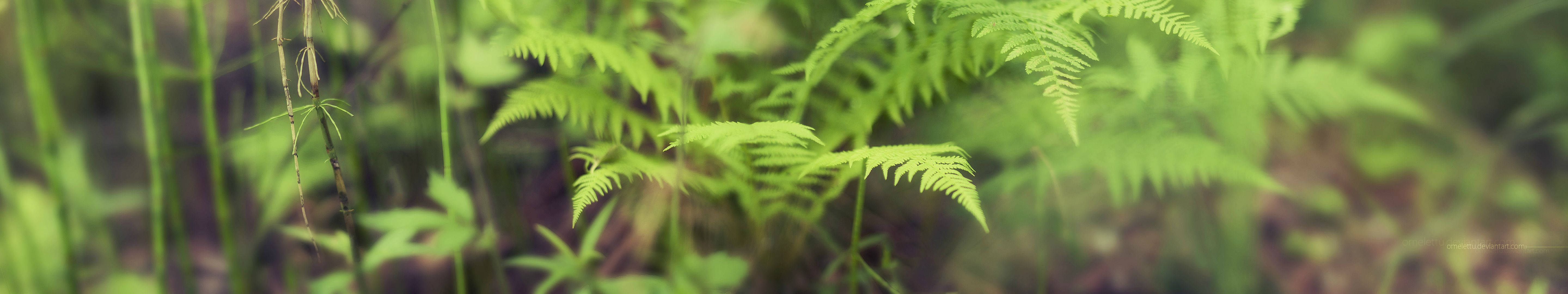 森林中綠色蕨類葉子的特寫，背景模糊。