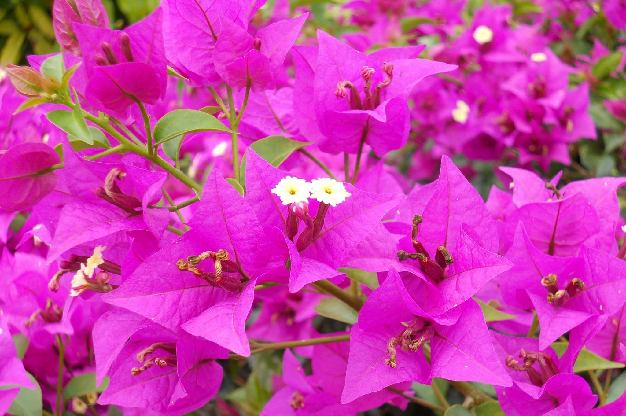 三角梅沿步道垂掛綻放 壁紙 — 充滿活力的洋紅色九重葛花朵，帶有精緻的白色中心和茂密的綠葉，在茂密的花園場景中充滿了畫面。