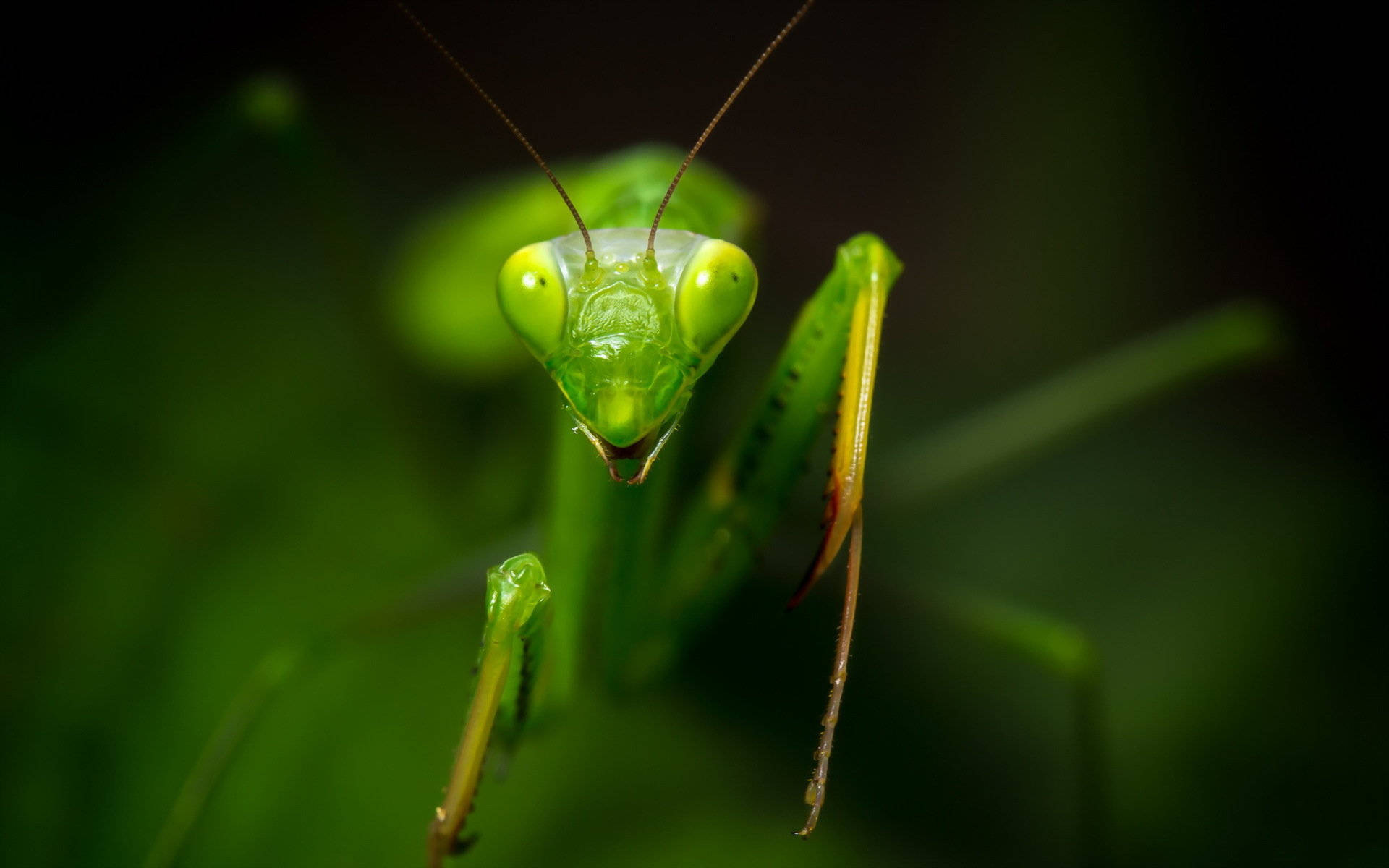 三角頭禱 mantis 壁紙 — 一張近距離拍攝的鮮綠色螳螂照片，牠用巨大的複眼直視鏡頭。