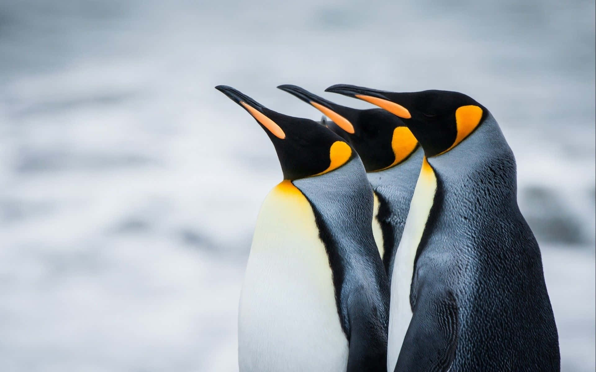 三隻企鵝站在岩石上，背後是廣闊的海洋 壁紙
