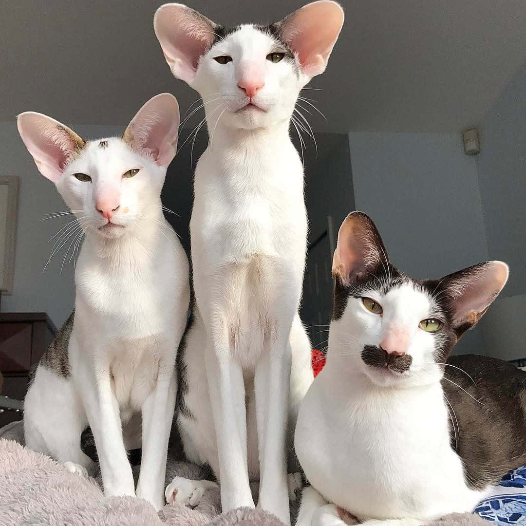 Oriental Shorthair 桌布 壁紙 — 三隻優雅的東方貓，耳朵大且斑紋獨特，威嚴地坐在室內的柔軟毯子上。