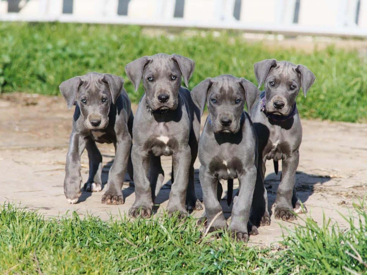 三隻充滿毛茸茸與愛意的大丹犬幼犬 壁紙 — 四隻灰色大丹犬幼犬在陽光普照下，警覺地站在一條被綠草環繞的泥路上。