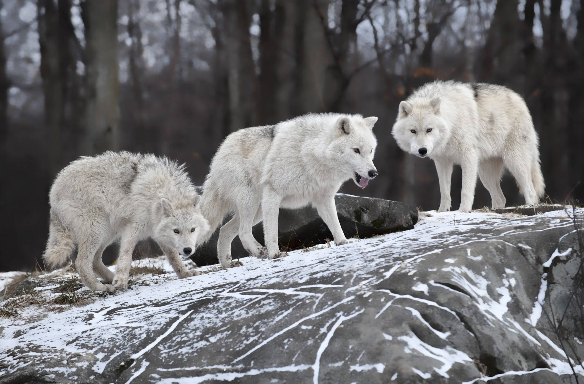 三隻白狼在冬季森林的雪岩上。