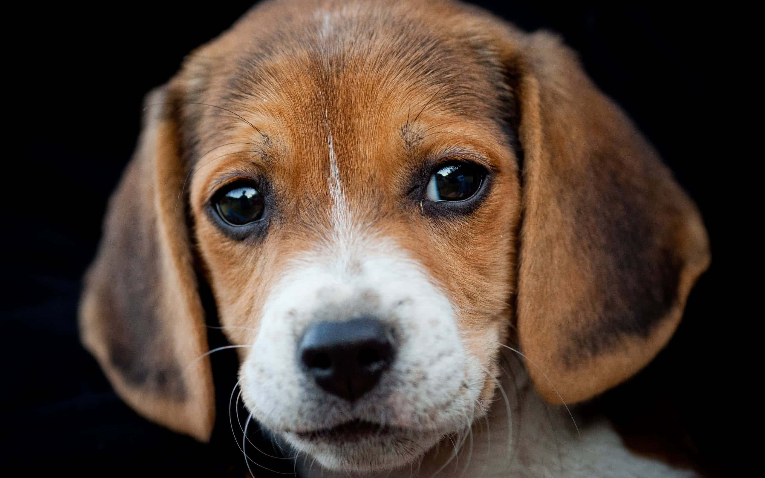 三隻可愛比格幼犬並排坐著 壁紙 — 一隻比格犬幼犬的特寫，有著大大的靈魂之眼和垂耳，背景為黑色。
