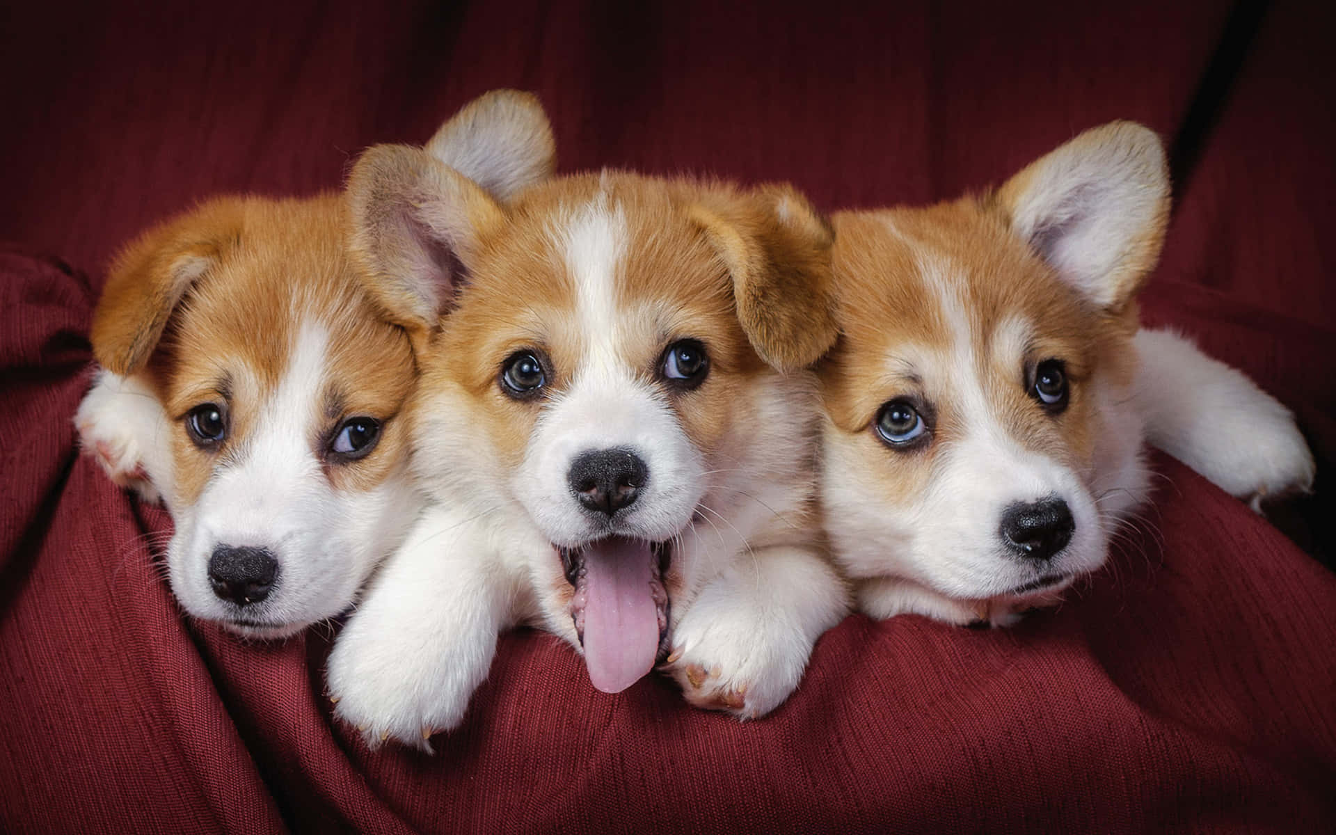 Puppies 桌布 壁紙 — 三隻可愛的哥基幼犬，有著大大的藍眼睛和粉紅色的舌頭，從深紅色的布料中探出頭來。