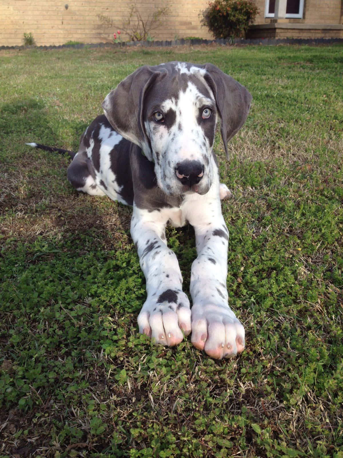 三隻可愛的大丹犬幼犬在陽光下嬉戲 壁紙 — 一隻年輕的大丹犬幼犬，身上有灰色和白色的斑點毛髮，躺在綠色的草地上，用充滿靈魂的大眼睛直視鏡頭。