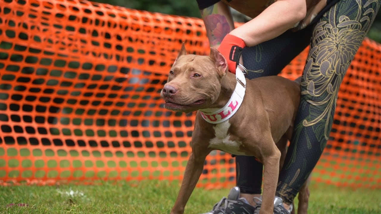 一隻棕色比特犬戴著白色項圈，站在一個人旁邊，附近有橙色圍欄。