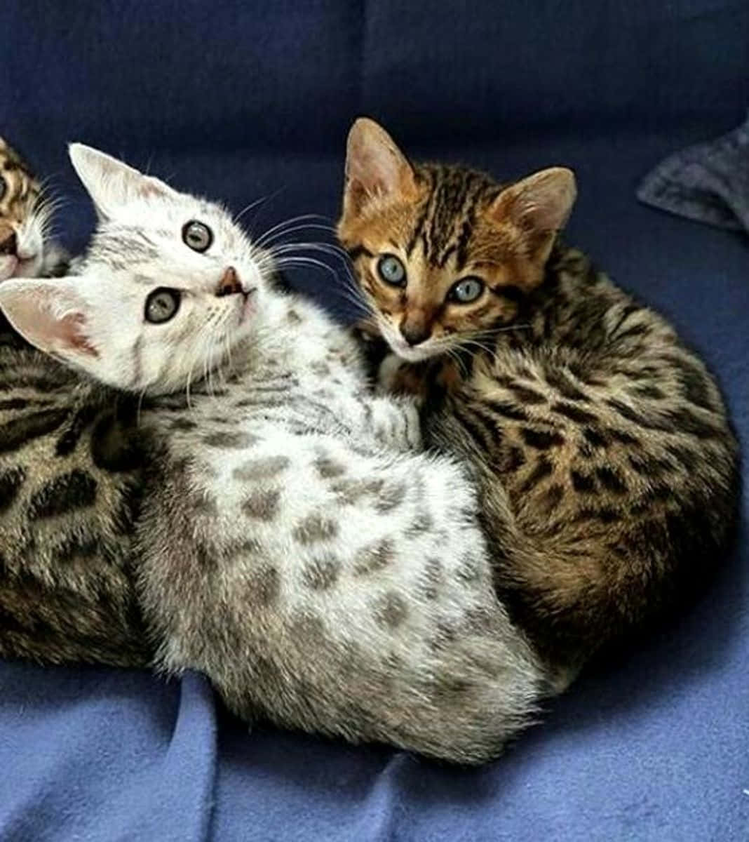 Egyptian Mau 桌布 壁紙 — 三隻可愛的斑點小貓咪在柔軟的藍色毯子上依偎在一起，睜著大大的好奇眼睛。
