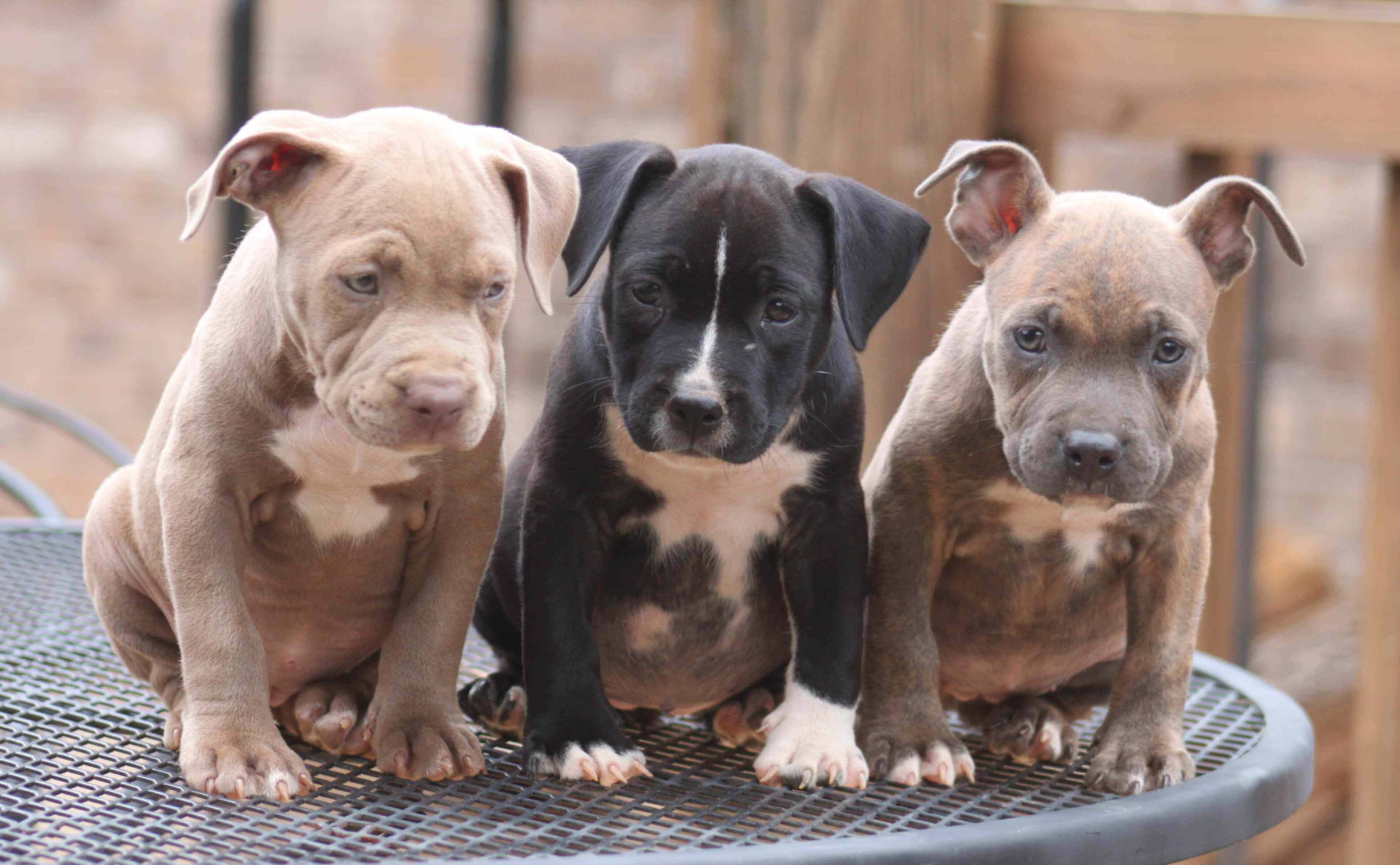 Puppy Dog 桌布 壁紙 — 三隻可愛的比特犬幼犬，毛色各異，一起坐在戶外的金屬庭院桌上。