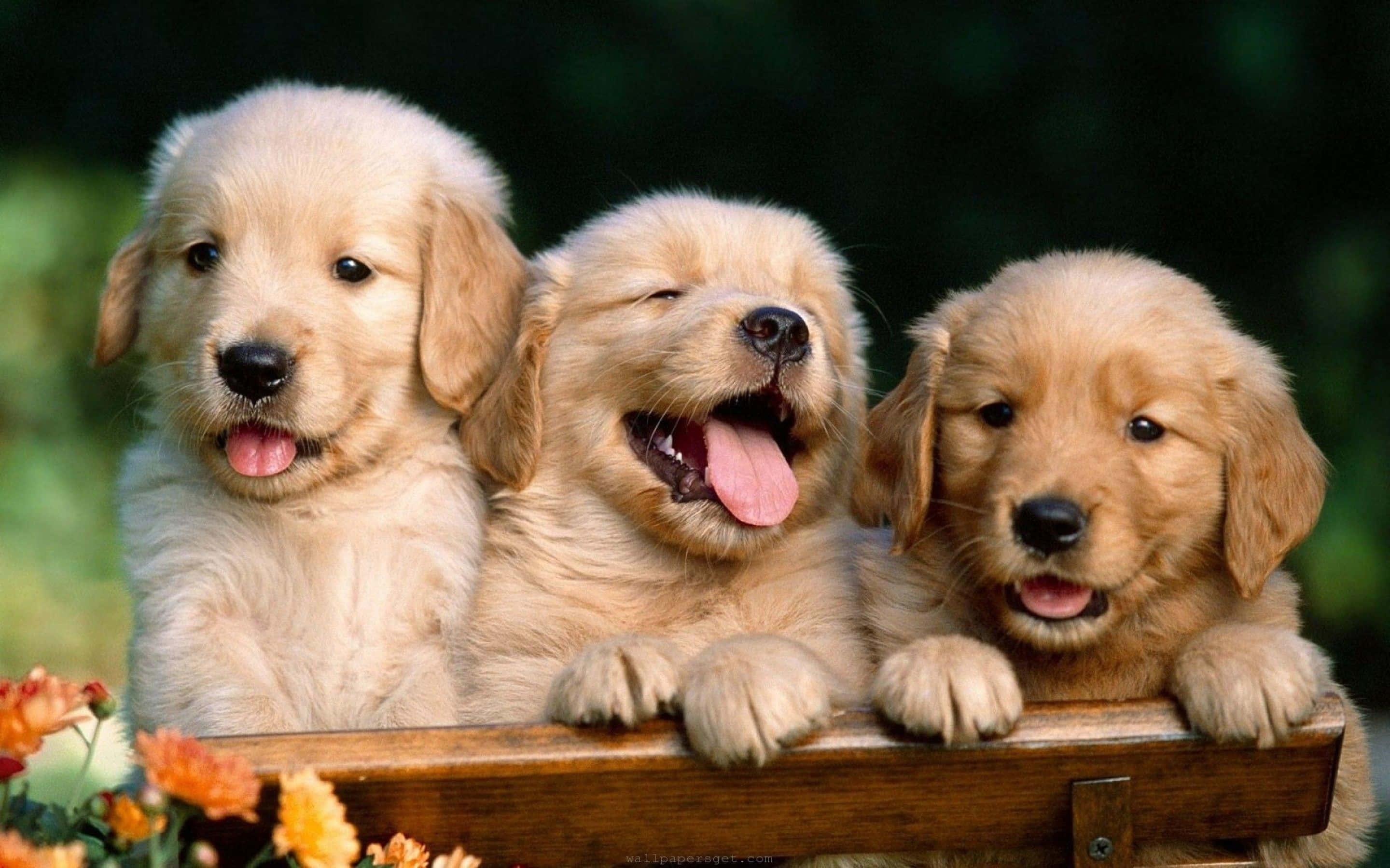 Dogs 桌布 壁紙 — 三隻可愛的金毛尋回犬幼犬，毛茸茸的，從木柵欄上探出頭來，周圍環繞著橙色花朵。
