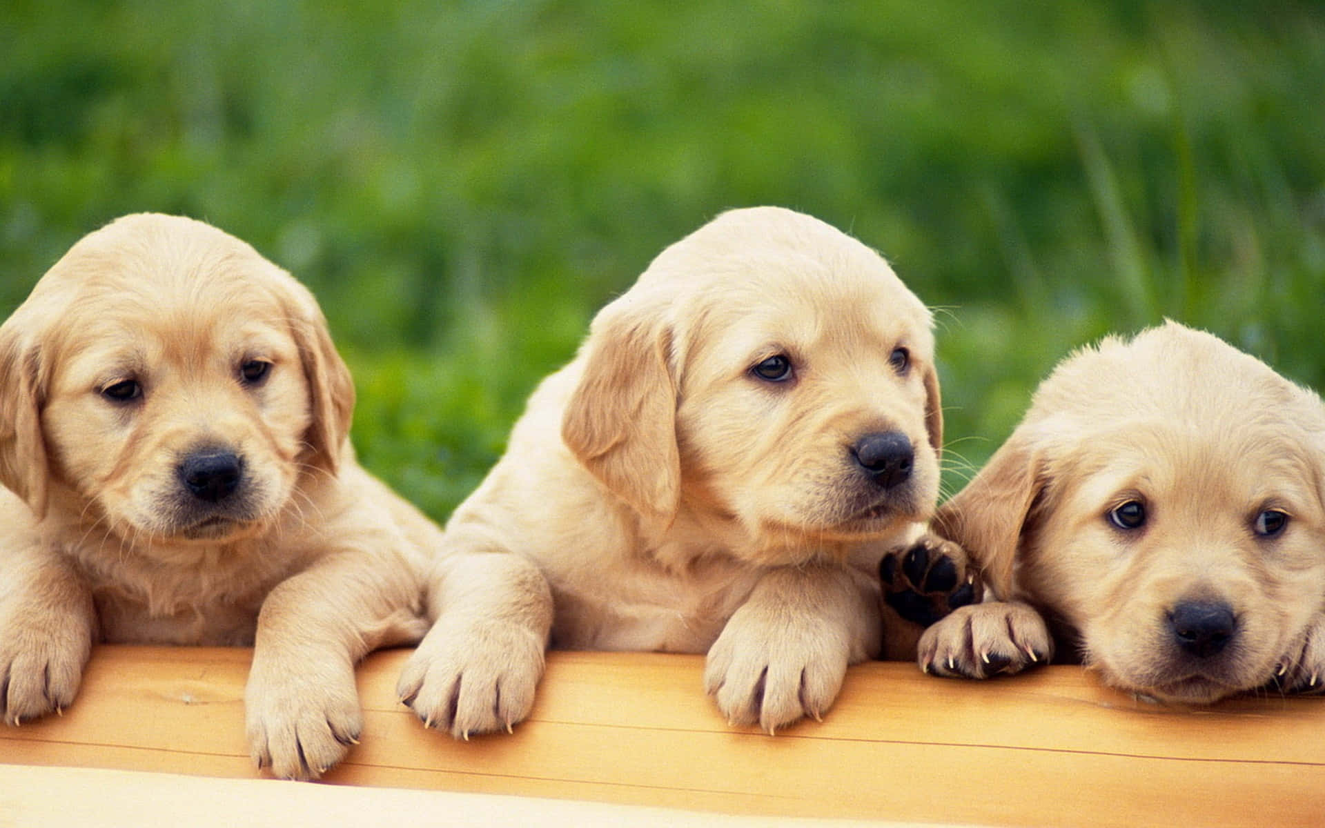Yellow Labrador 桌布 壁紙 — 三隻可愛的金毛尋回犬幼犬將爪子放在木質表面上，背景是柔和的綠色草地。