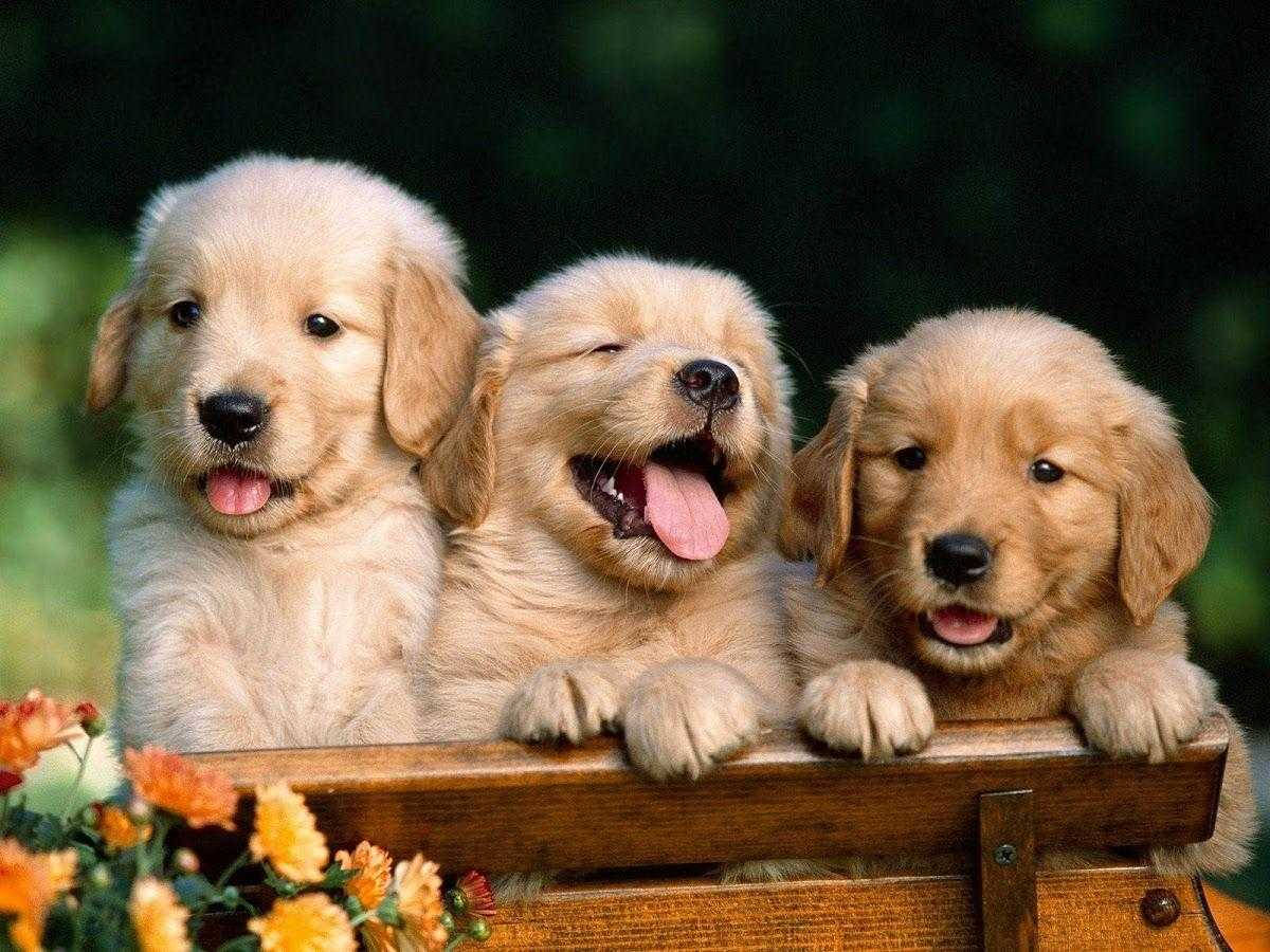 Golden Retriever 桌布 壁紙 — 三隻可愛的金毛尋回犬幼犬從木柵欄上方探出頭來，帶著喜悅的表情，下方有鮮豔的橙色花朵。