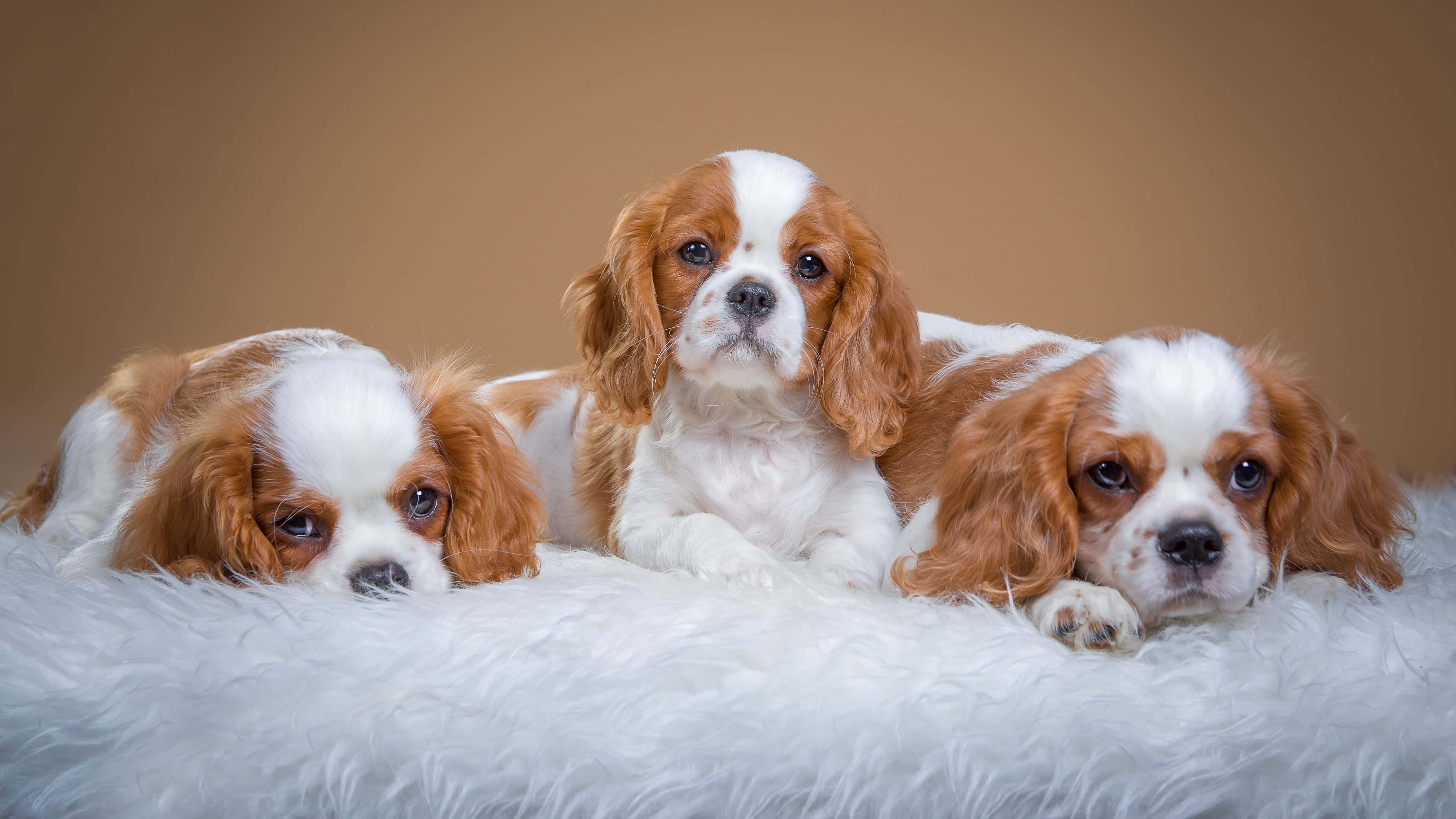 cute dogs 桌布 壁紙 — 三隻可愛的騎士查理王小獵犬幼犬在溫暖的棕色背景下，躺在柔軟的白色地毯上休息。