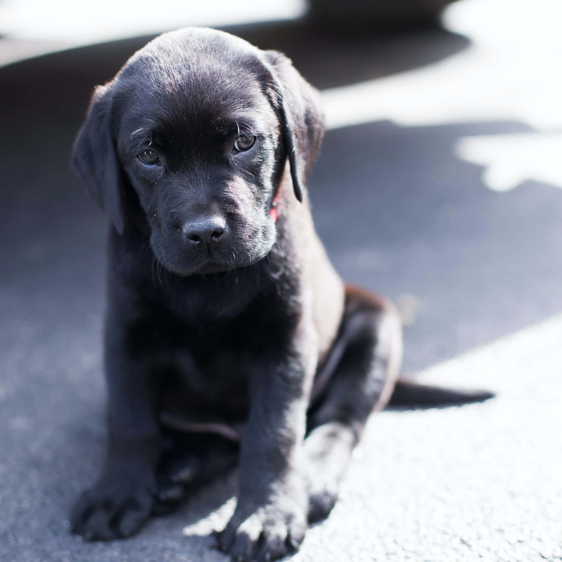 陽光下坐在行人路上的黑色拉布拉多幼犬 — 狗 壁紙