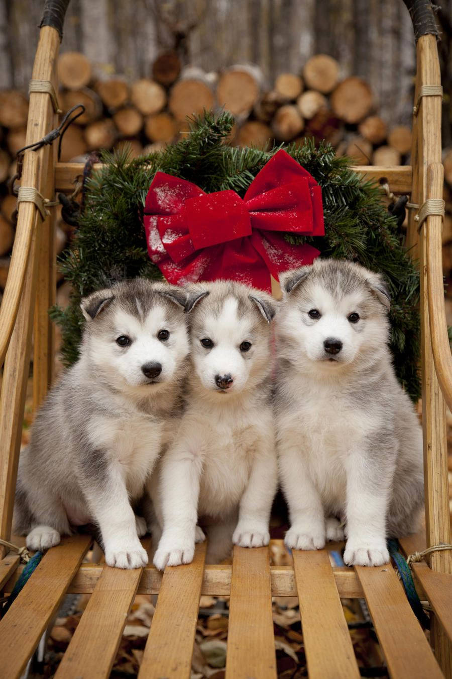 三隻哈士奇幼犬坐在綠色花環前 壁紙 — 三隻毛茸茸的哈士奇幼犬一起坐在一個裝飾著紅色蝴蝶結和綠色植物的木雪橇上。