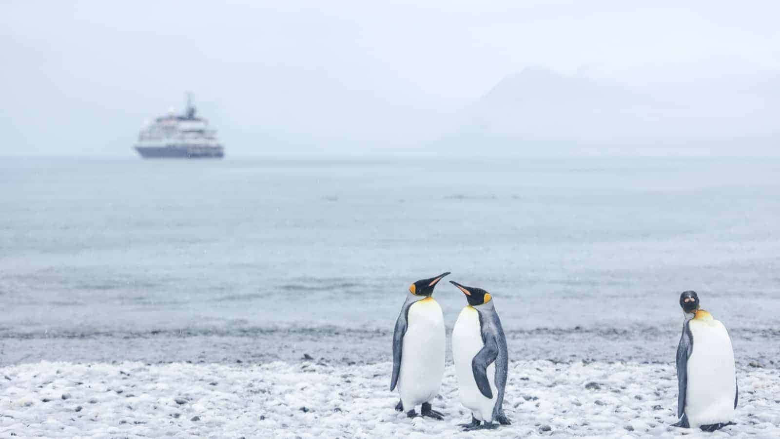 Antarctica 桌布 壁紙 — 三隻國王企鵝站在雪灘上，一艘遊輪在霧濛濛的遠方航行。