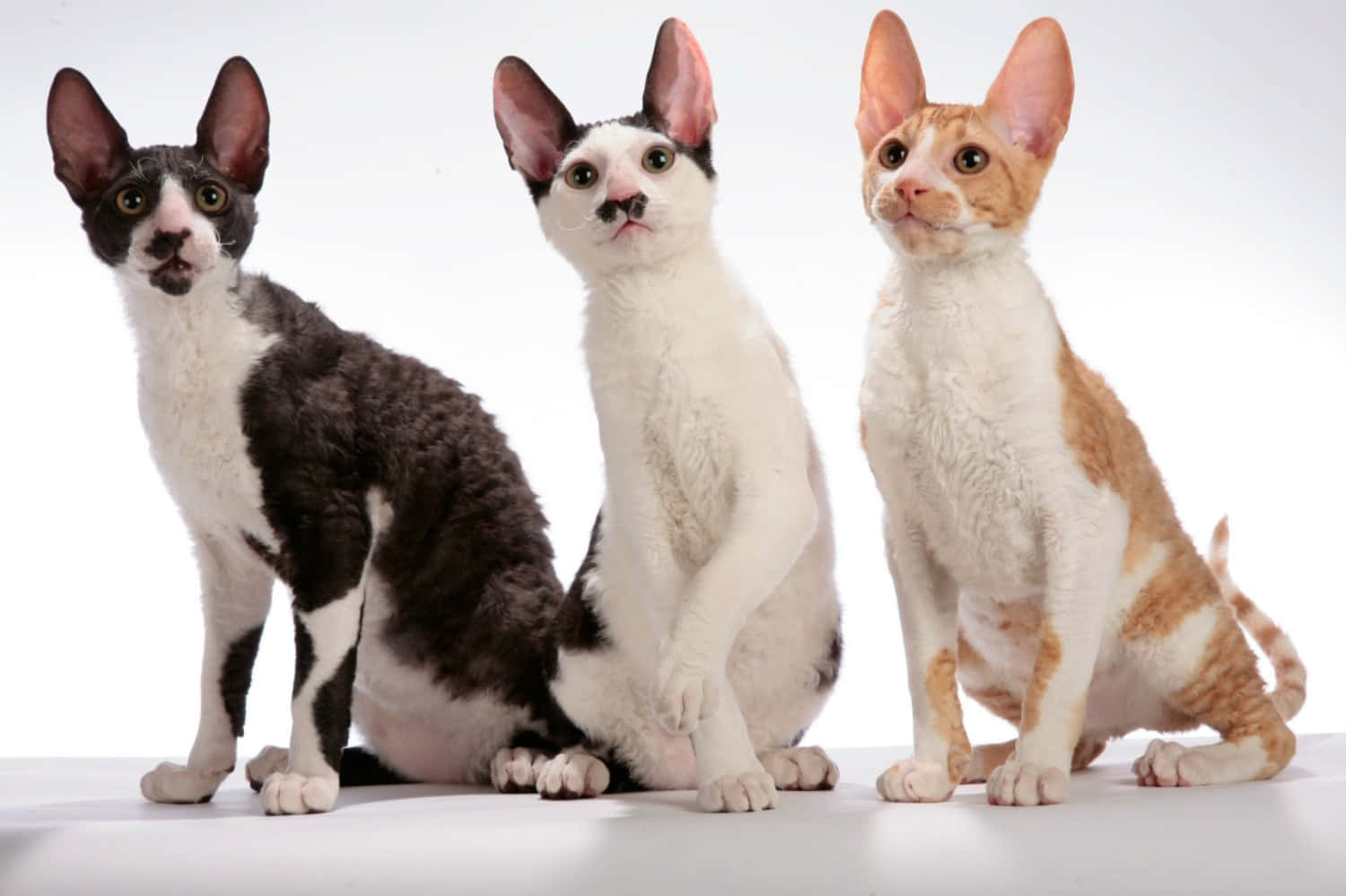 Cornish Rex 桌布 壁紙 — 三隻好奇嘅康沃爾帝王貓，有大耳朵同捲曲毛髮，並排坐喺純白色背景前面。