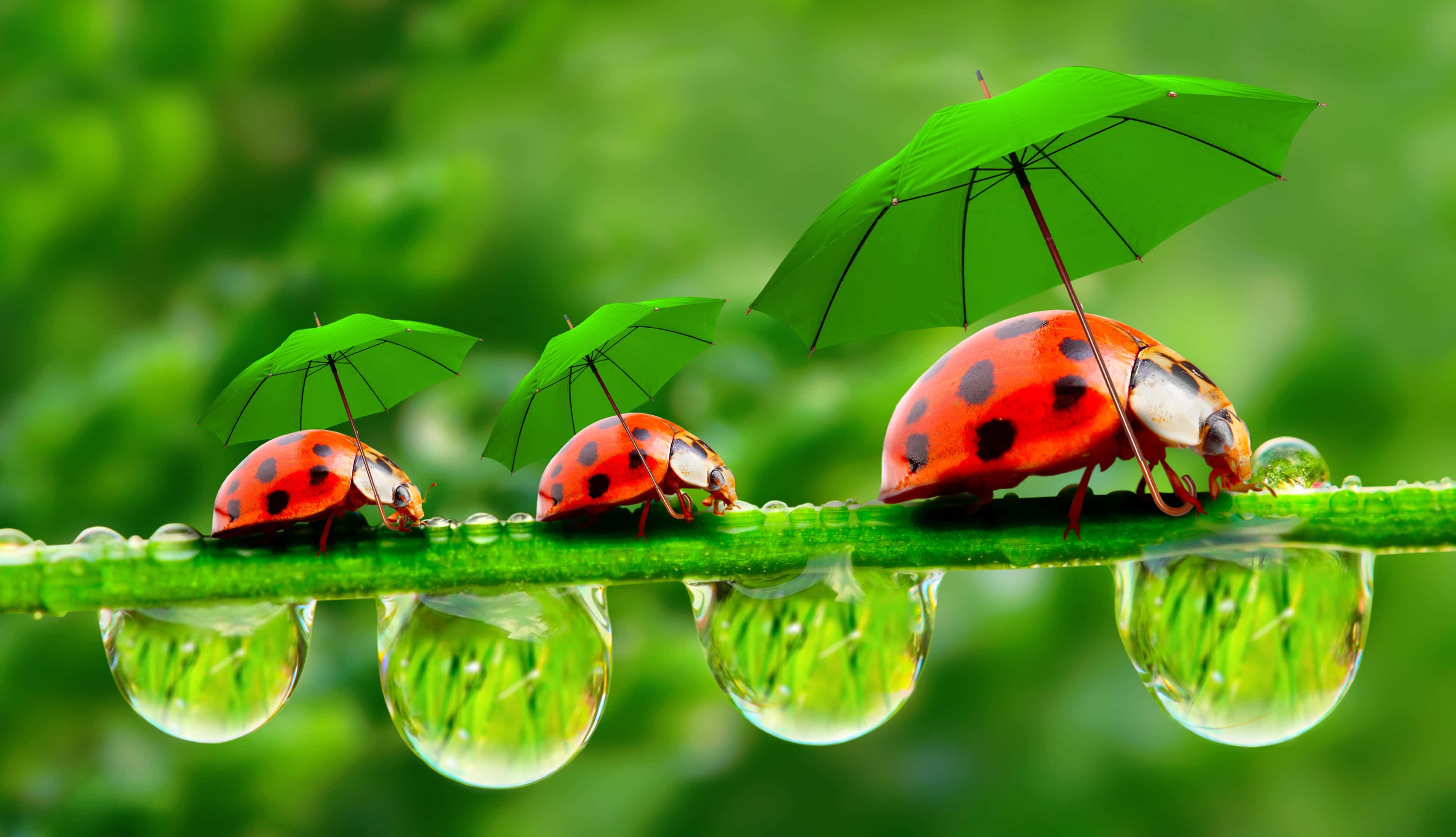 ladybug 桌布 壁紙 — 三隻小瓢蟲撐著綠色小傘，沿著沾滿露珠、倒映在水滴中的綠色莖幹漫步。
