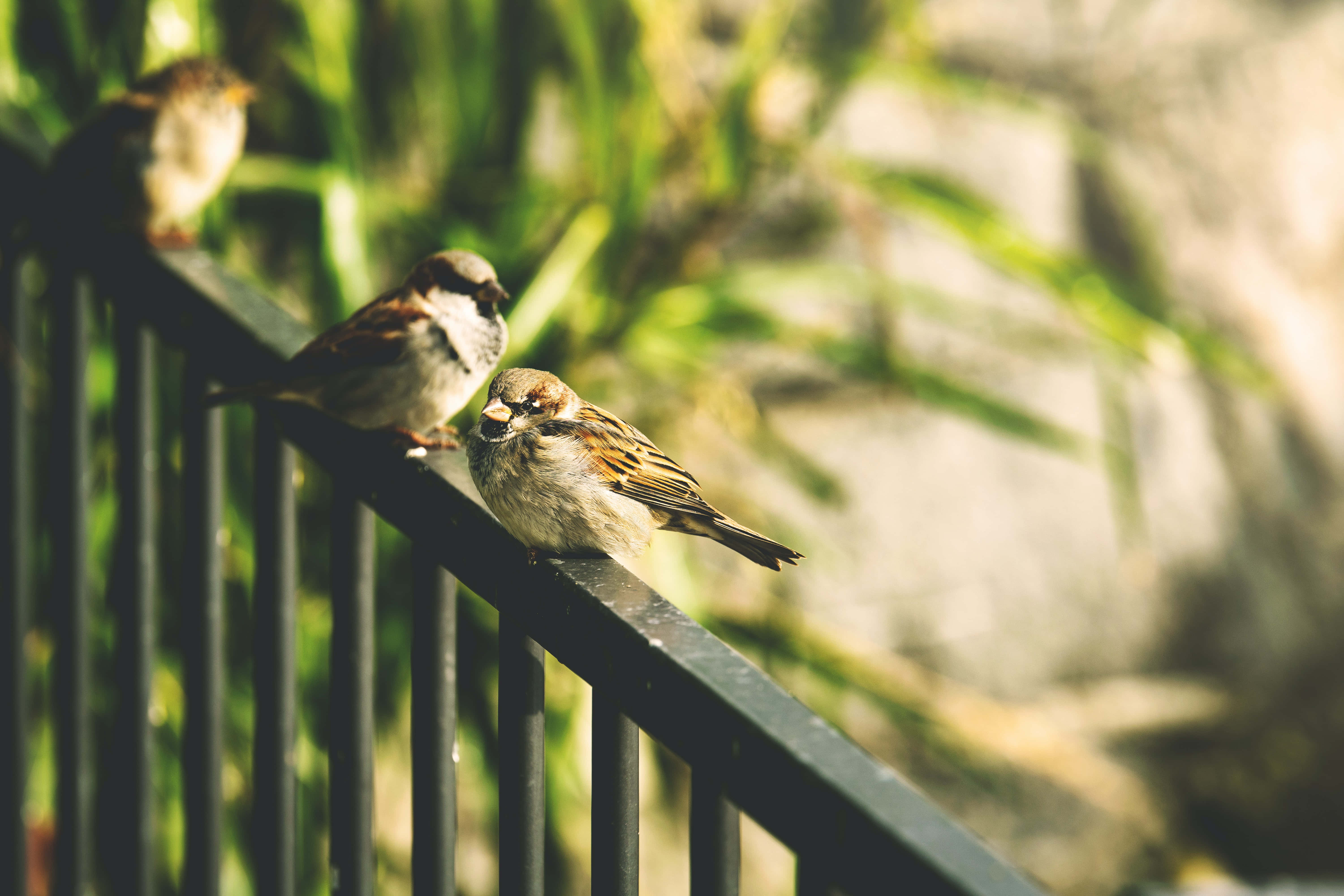 sparrow 桌布 壁紙 — 三隻小鳥棲息在黑色金屬欄杆上，背景是柔焦的綠色樹葉和石頭。