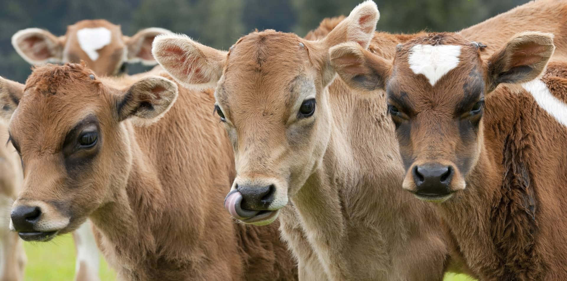 Farm Animal 桌布 壁紙 — 三隻帶有白色斑紋的好奇棕色小牛在陽光明媚的草地上直視鏡頭。