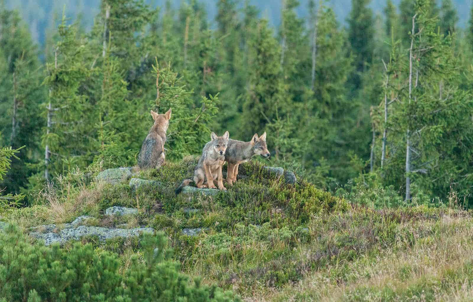 Wolf In Forest 桌布 壁紙 — 三隻年輕郊狼警覺地坐在長滿苔蘚的山坡上，俯瞰茂密的常綠森林。