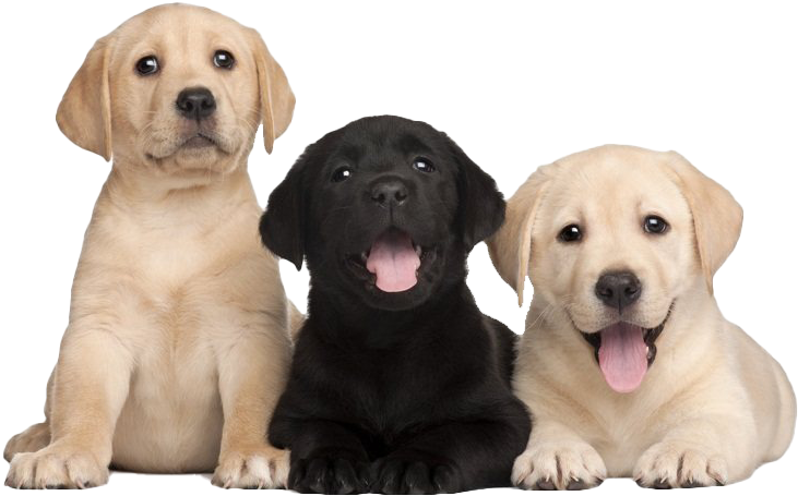 三隻拉布拉多幼犬微笑 壁紙 — 三隻可愛的拉布拉多幼犬，一隻黑色兩隻黃色，在黑色背景前快樂地坐在一起。
