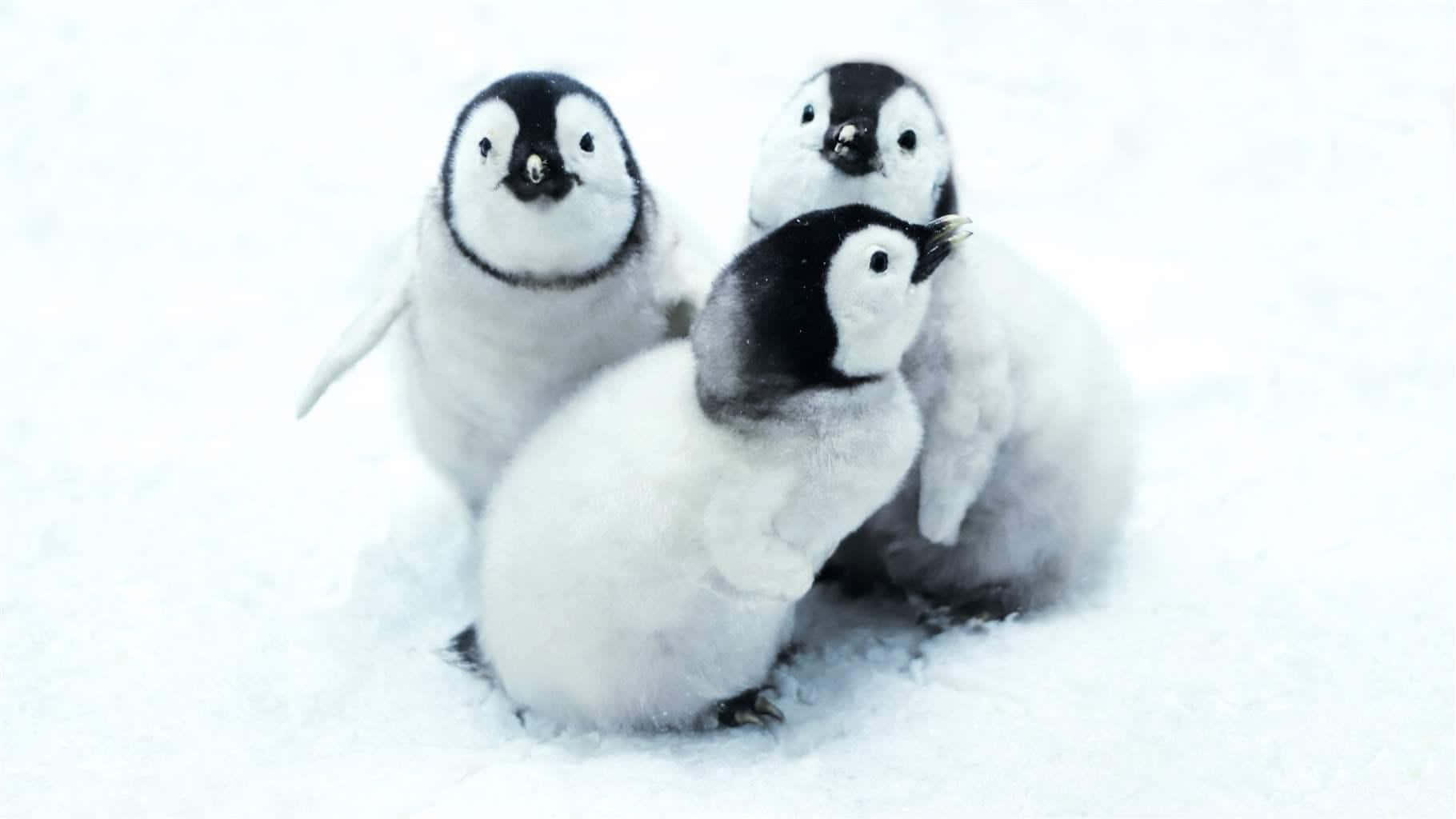三隻企鵝BB喺雪中挨埋一齊