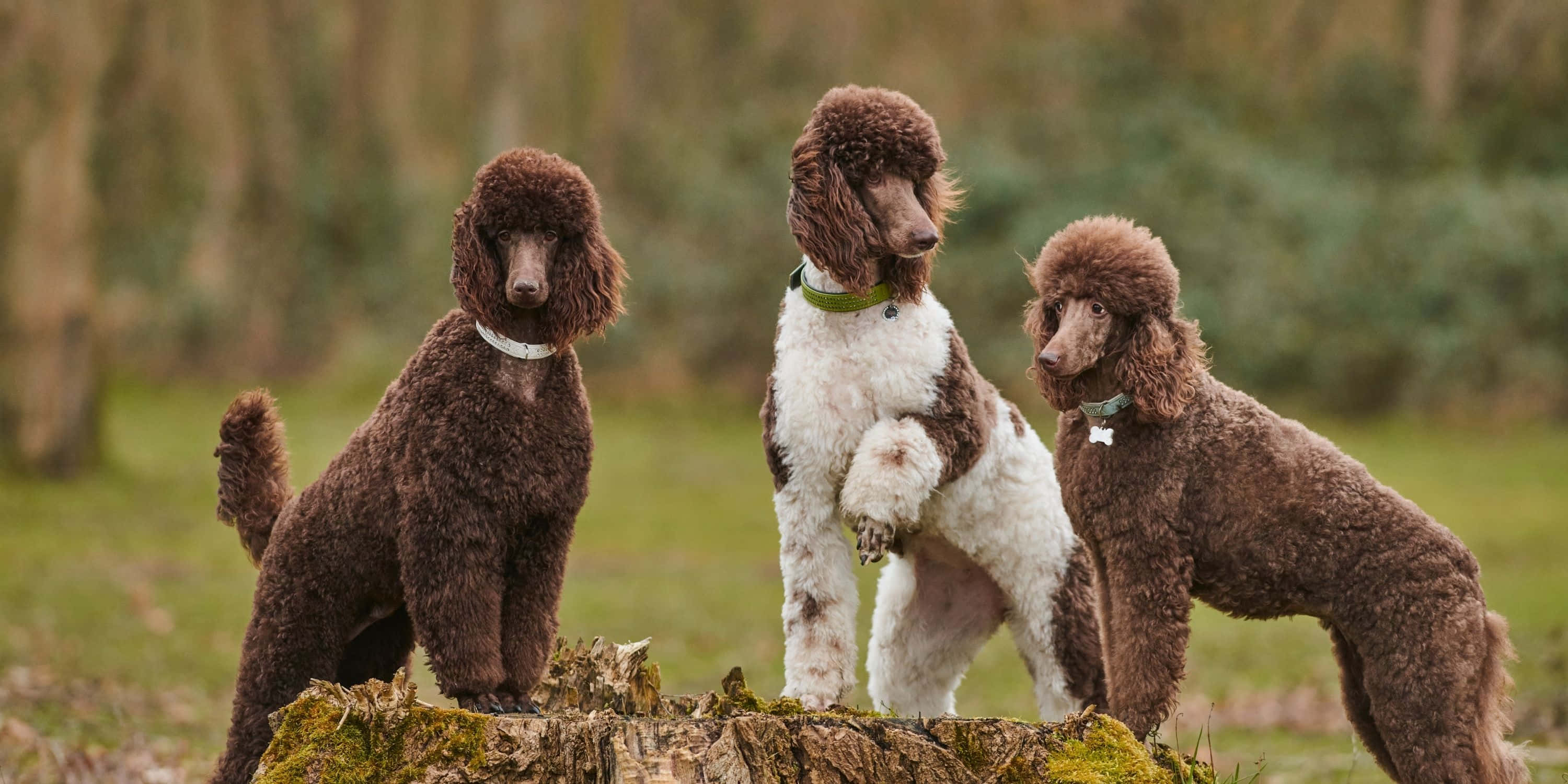 Poodle 桌布 壁紙 — 三隻擁有捲曲棕色和白色毛髮的貴賓犬，警覺地站在草地森林中長滿苔蘚的樹樁上。