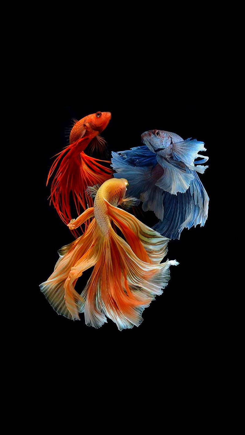 三隻暹羅鬥魚 iPhone 壁紙 — 三條色彩鮮豔的鬥魚，魚鰭飄逸，在純黑背景下優雅游動。
