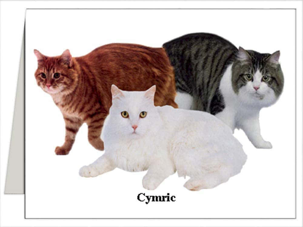 Cymric 桌布 壁紙 — 三隻毛茸茸嘅Cymric貓，有虎斑同白色毛髮，喺純白背景前擺甫士。