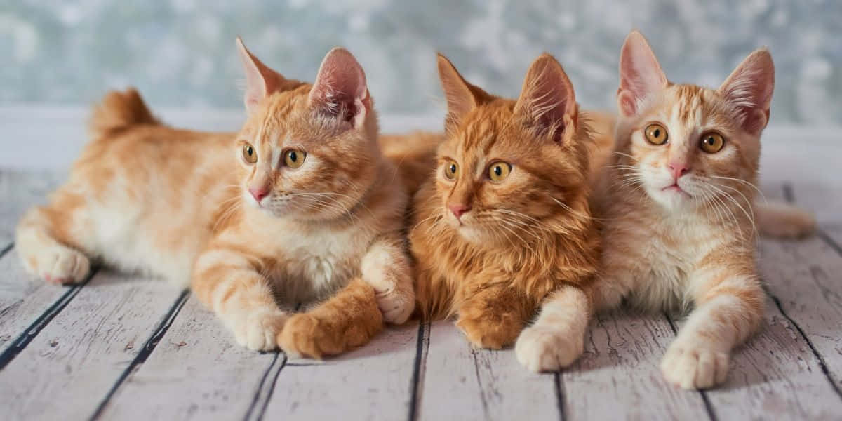 American Bobtail 桌布 壁紙 — 三隻毛茸茸嘅橙色虎斑貓BB並排躺喺一個有柔和藍色背景嘅舊木地板上。