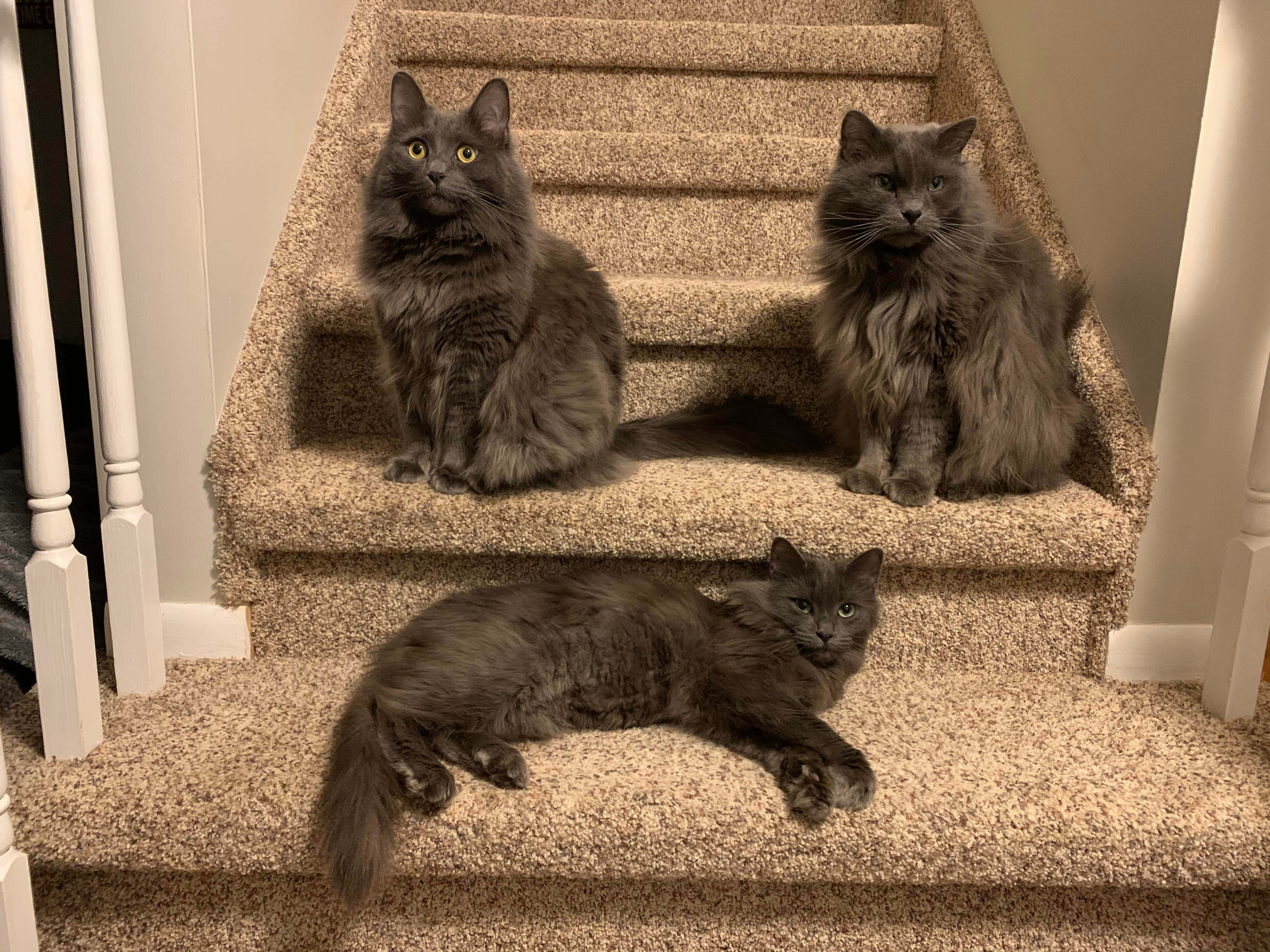 Nebelung 桌布 壁紙 — 三隻毛茸茸嘅灰色貓咪喺舖有地毯嘅樓梯上坐低同休息，樓梯有白色欄杆，喺溫暖嘅室內燈光下。
