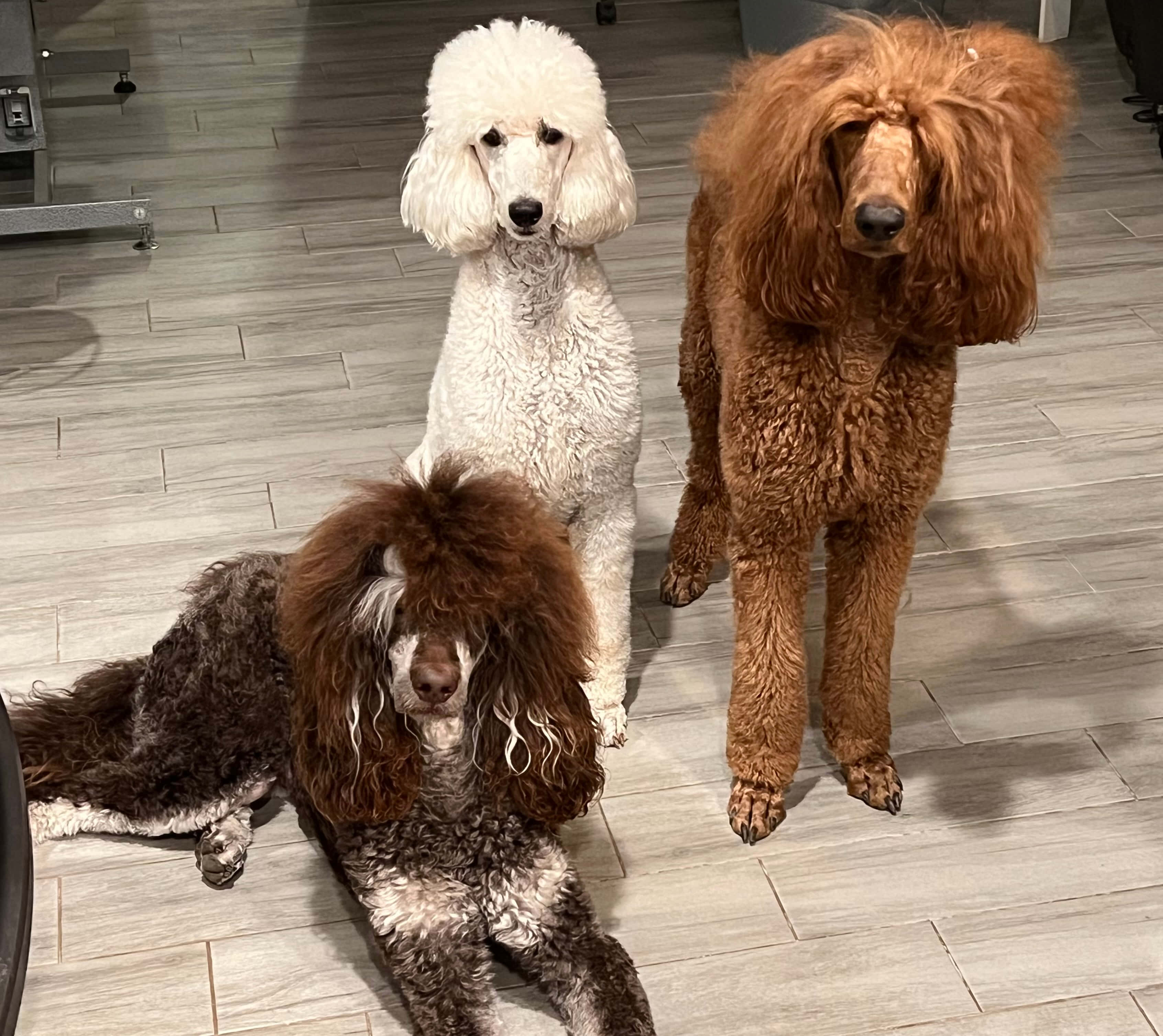 Poodle 桌布 壁紙 — 三隻毛茸茸白色、棕色和深色捲毛的貴賓犬在室內淺色木地板上擺姿勢。