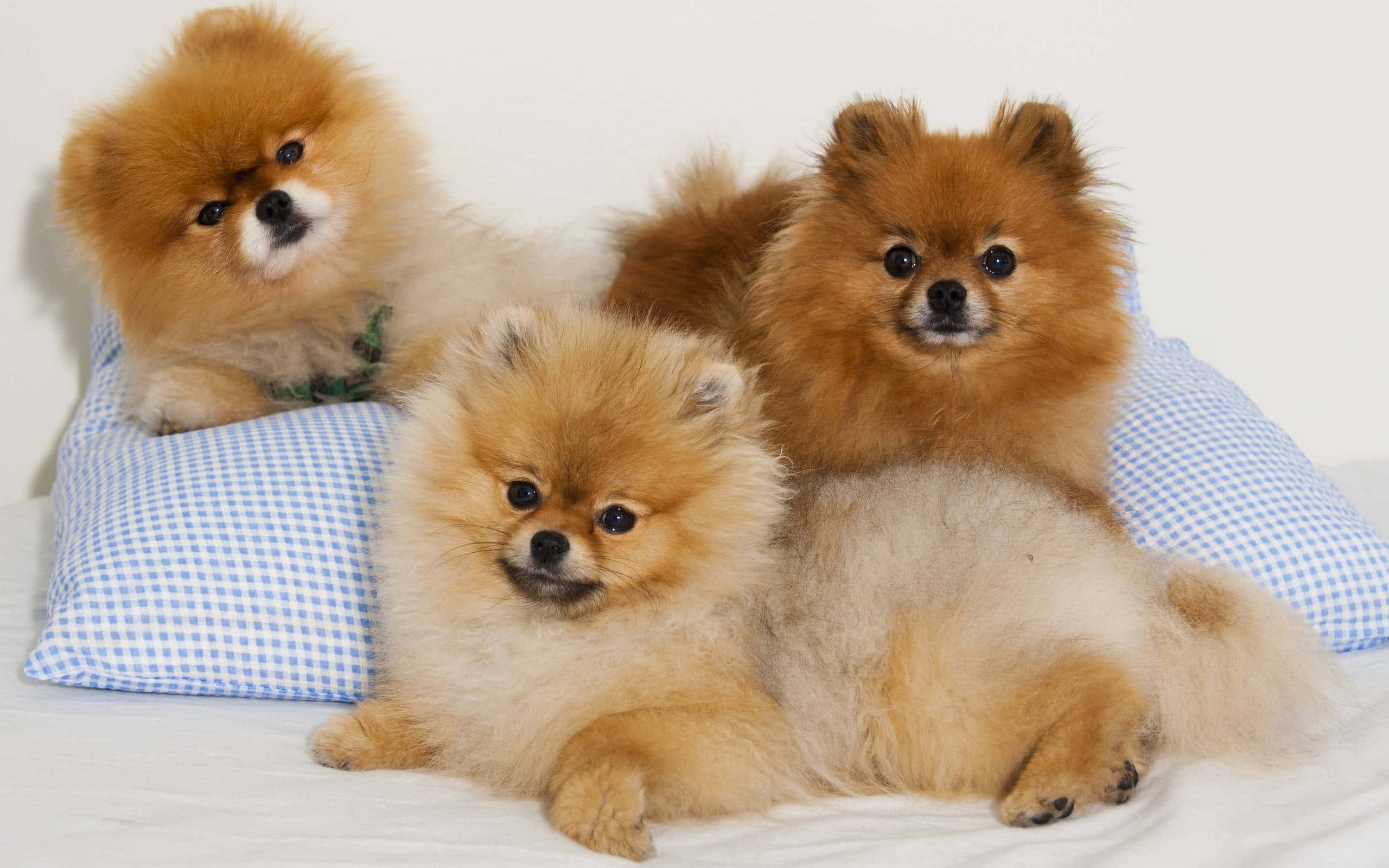 Pomeranian 桌布 壁紙 — 三隻毛茸茸的博美犬，眼睛明亮，一起坐在白色背景上的藍色方格枕頭上。