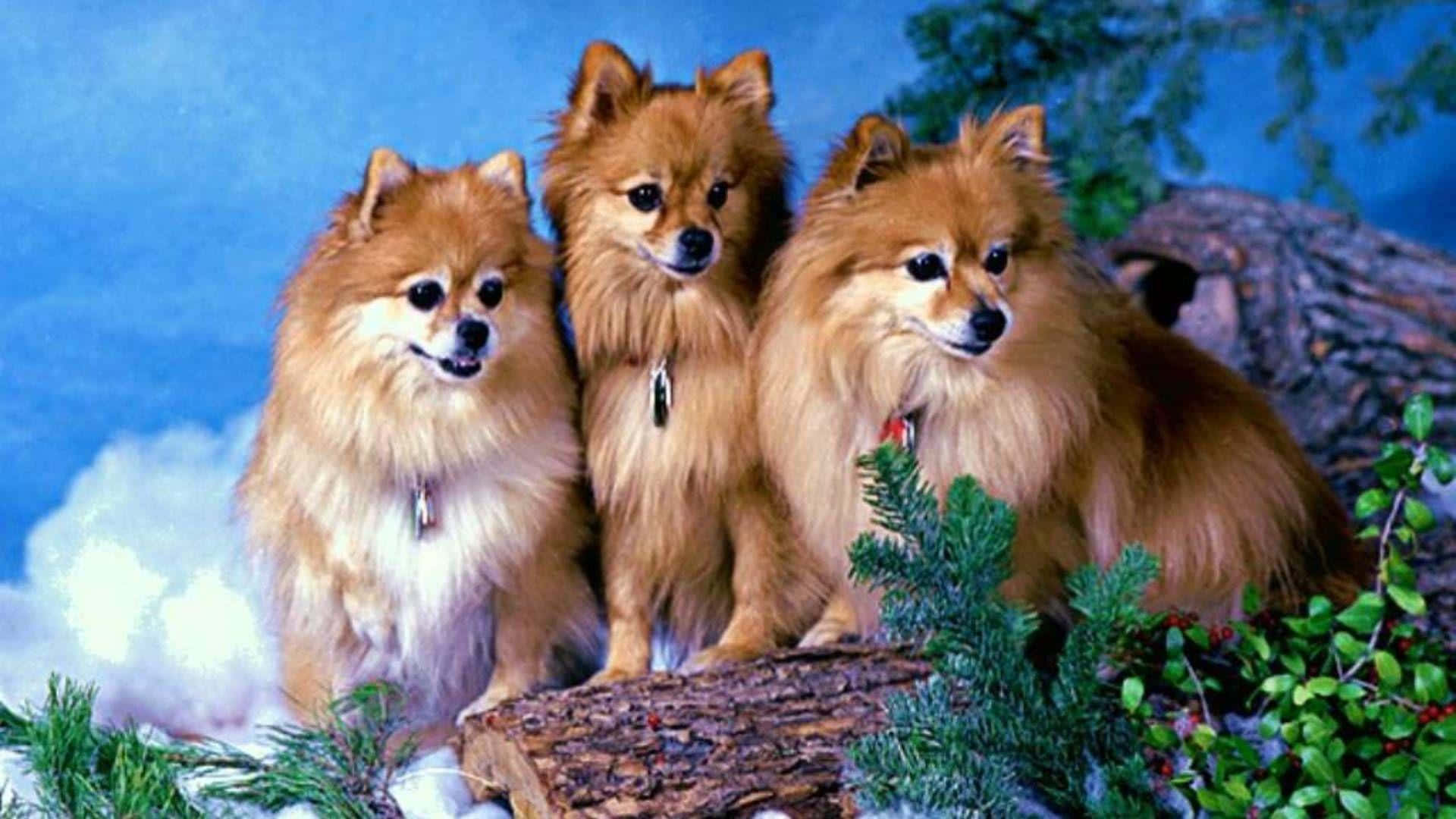Pomeranian 桌布 壁紙 — 三隻毛茸茸的博美犬，眼睛明亮，一起坐在被常綠樹枝和白雪包圍的木頭上，背景是藍天。