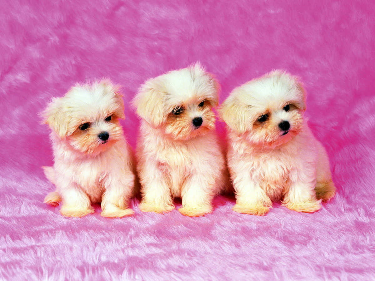 Puppies 桌布 壁紙 — 三隻毛茸茸的奶油色小狗並排坐在鮮豔的粉紅色紋理毯子上。