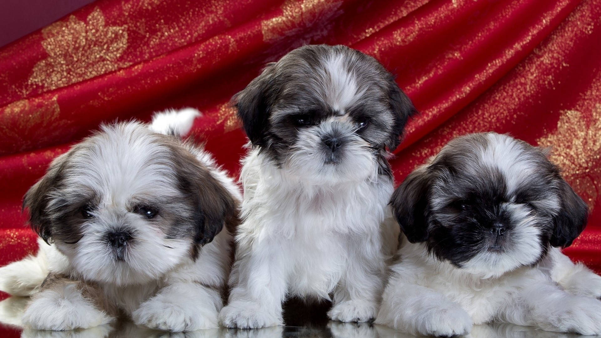 Puppy Dog 桌布 壁紙 — 三隻毛茸茸的白色和灰色西施犬幼犬坐在反光表面上，背景是豐富的紅色和金色圖案布料。