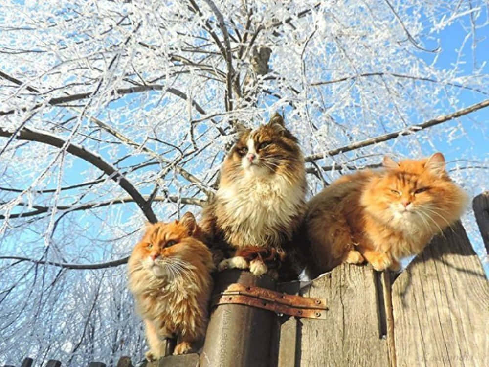 Siberian Cat 桌布 壁紙 — 三隻毛茸茸的貓咪棲息在一個風化的木柵欄上，下方是結冰的樹枝，背景是清澈的藍天。