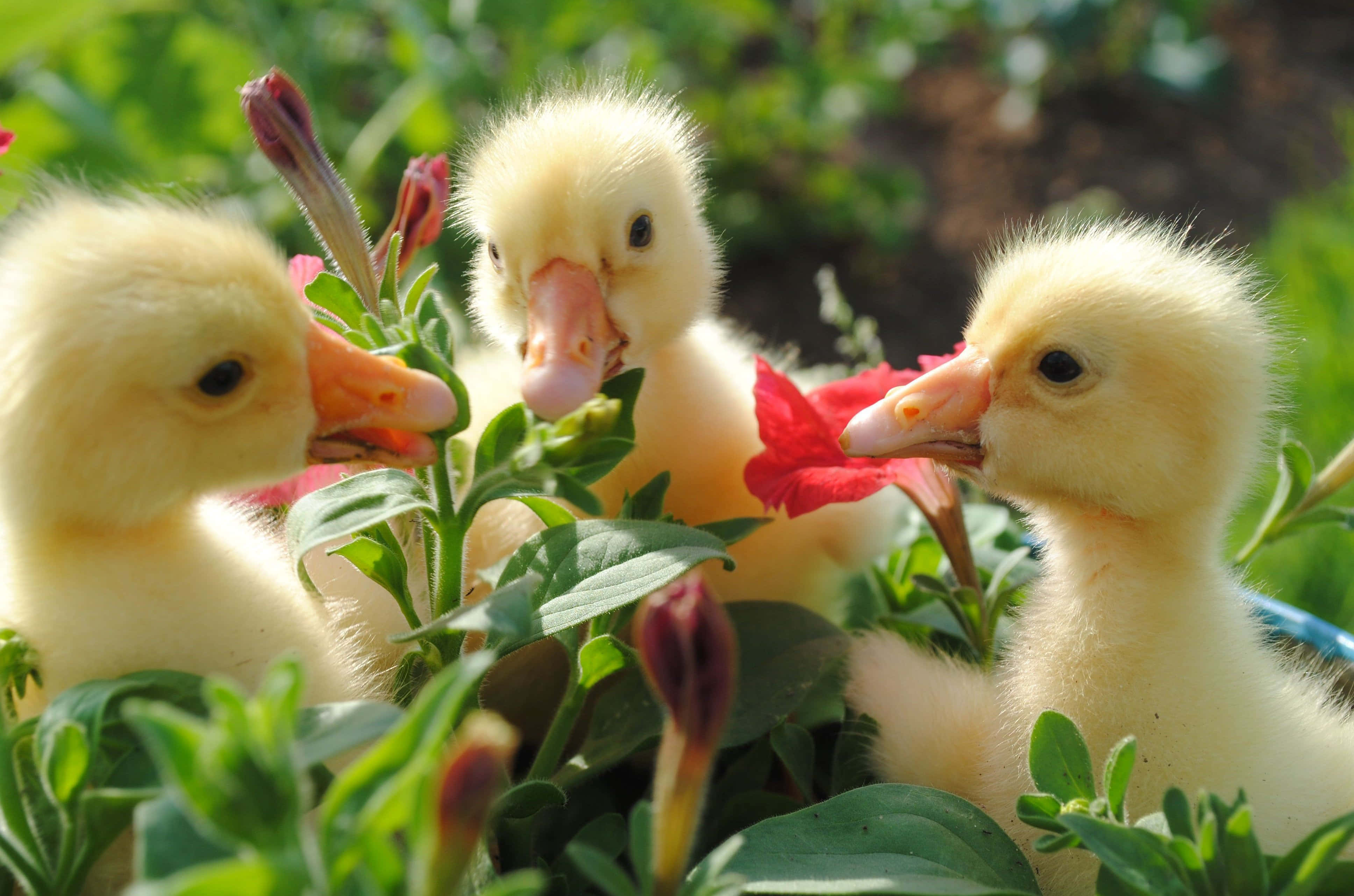 Cute Duck 桌布 壁紙 — 三隻毛茸茸的黃色小鴨好奇地從鮮豔的紅花和茂密的綠葉後面探出頭來。