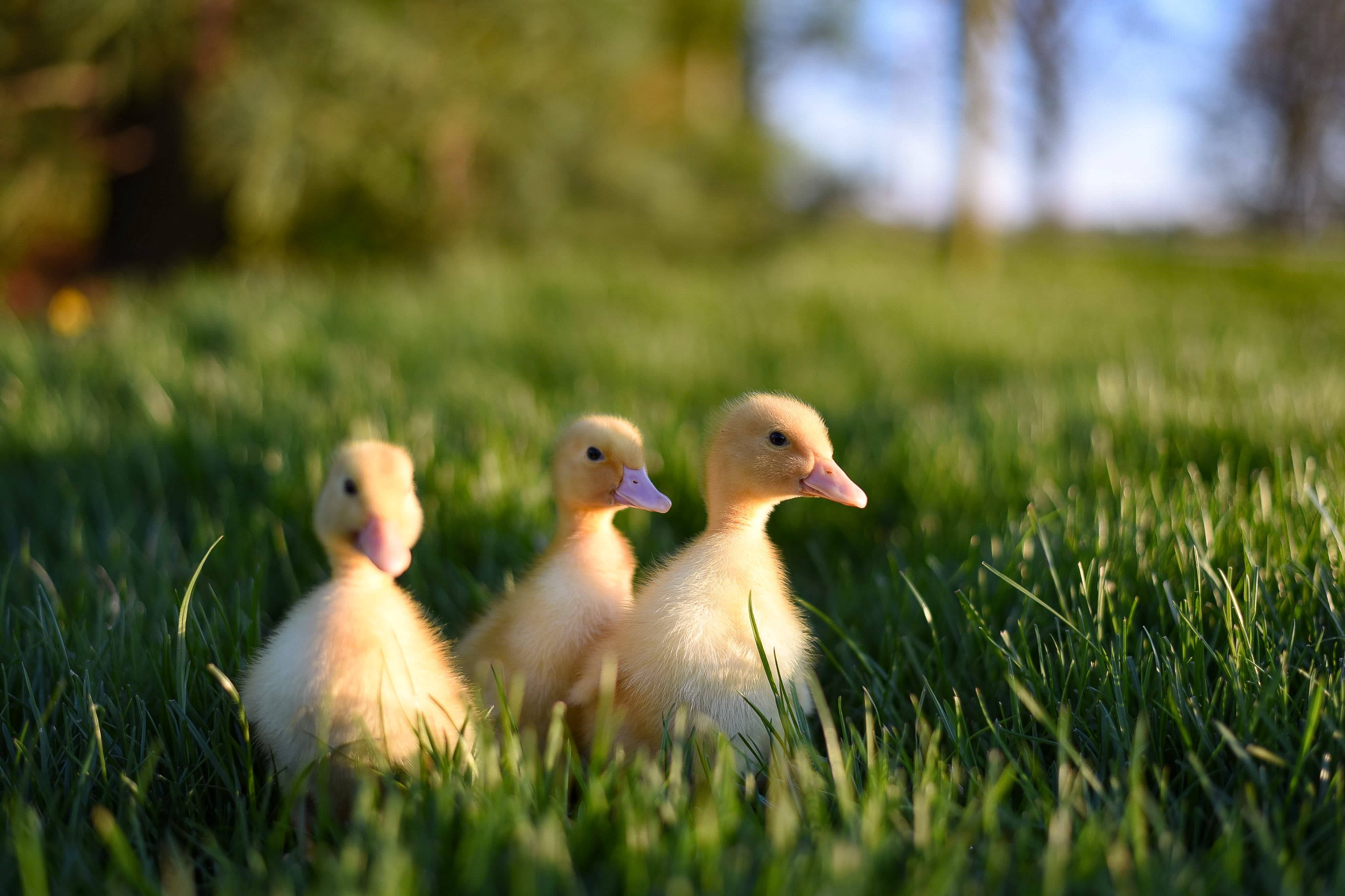 Duck 桌布 壁紙 — 三隻毛茸茸的黃色小鴨站在充滿活力的綠色草地上，沐浴在溫暖的陽光下，背景是模糊的樹木。