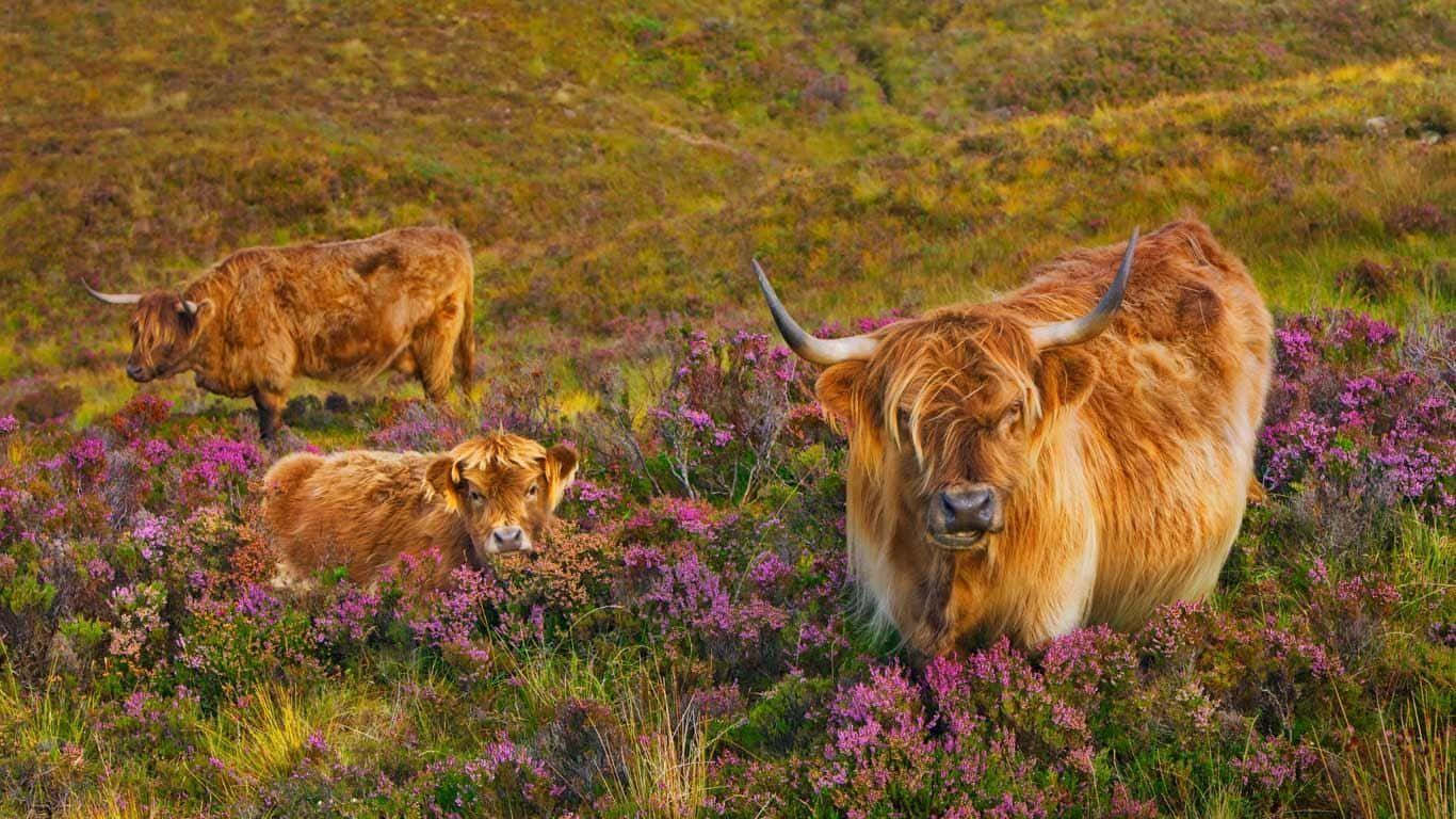 Highland Cow 桌布 壁紙 — 三隻毛髮蓬鬆、角彎曲的蘇格蘭高地牛站在陽光普照的山坡上，周圍是鮮豔的紫色石楠花。