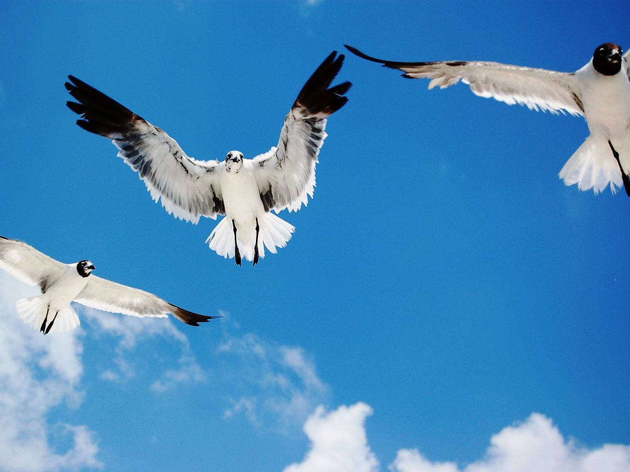 birds 桌布 壁紙 — 三隻海鷗展開翅膀，在點綴著蓬鬆白雲的鮮豔藍天中翱翔。