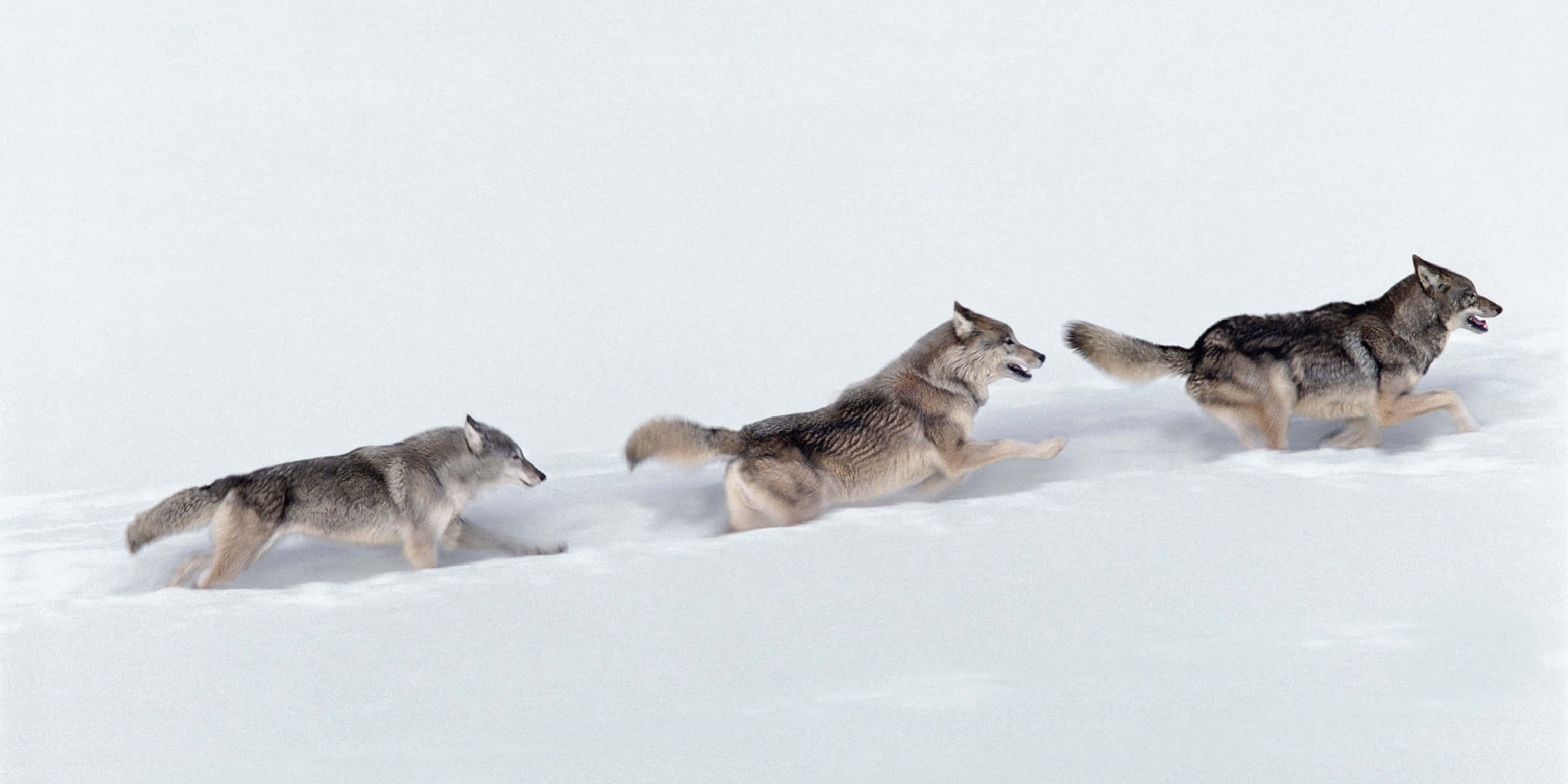 Wolf Photography 桌布 壁紙 — 三隻灰狼在廣闊的雪原上疾馳，毛髮被風吹起，神情堅定。