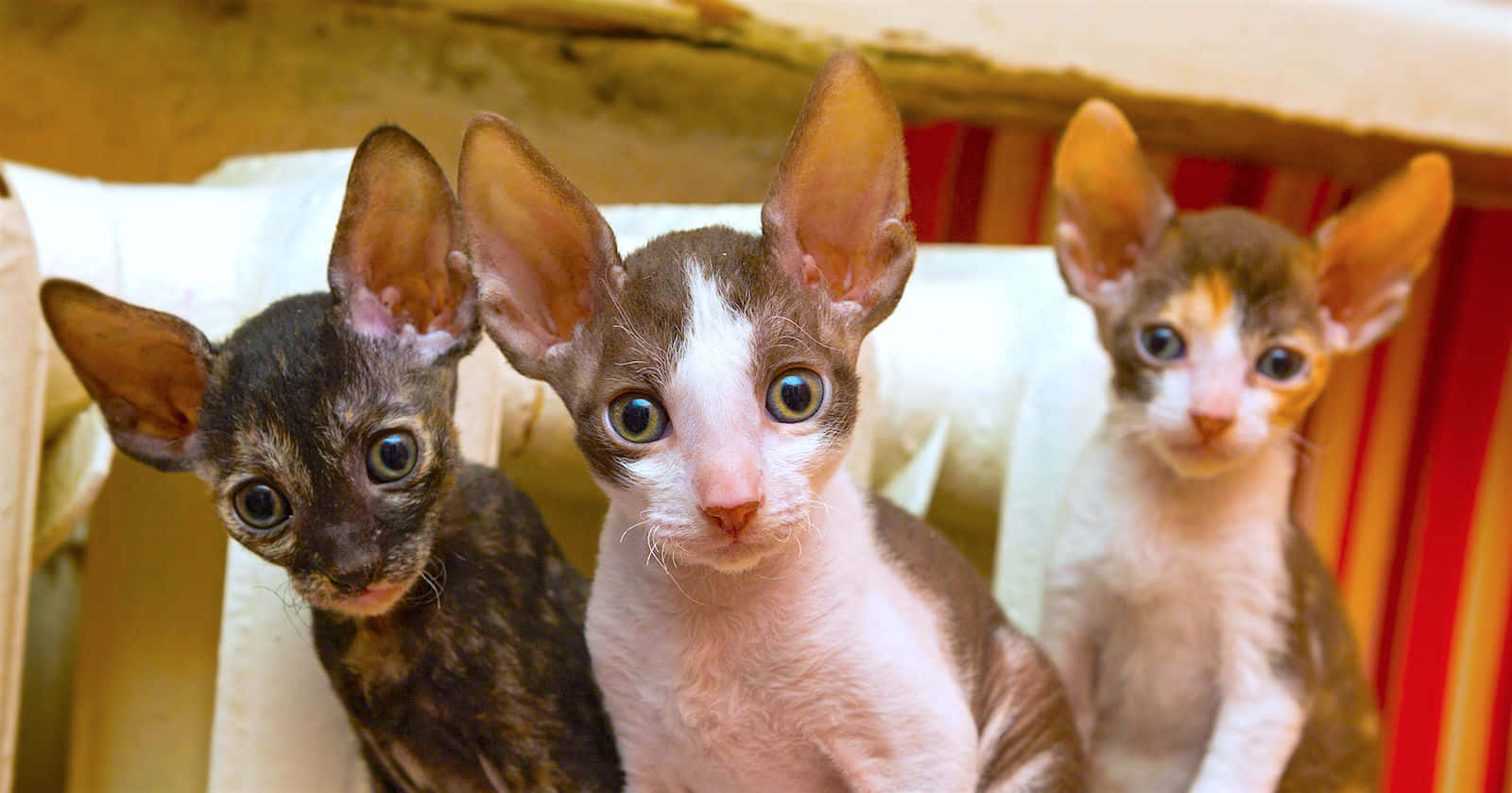 Cornish Rex 桌布 壁紙 — 三隻無毛的斯芬克斯小貓，有大耳朵和大眼睛，好奇地從紙箱裡探出頭來。
